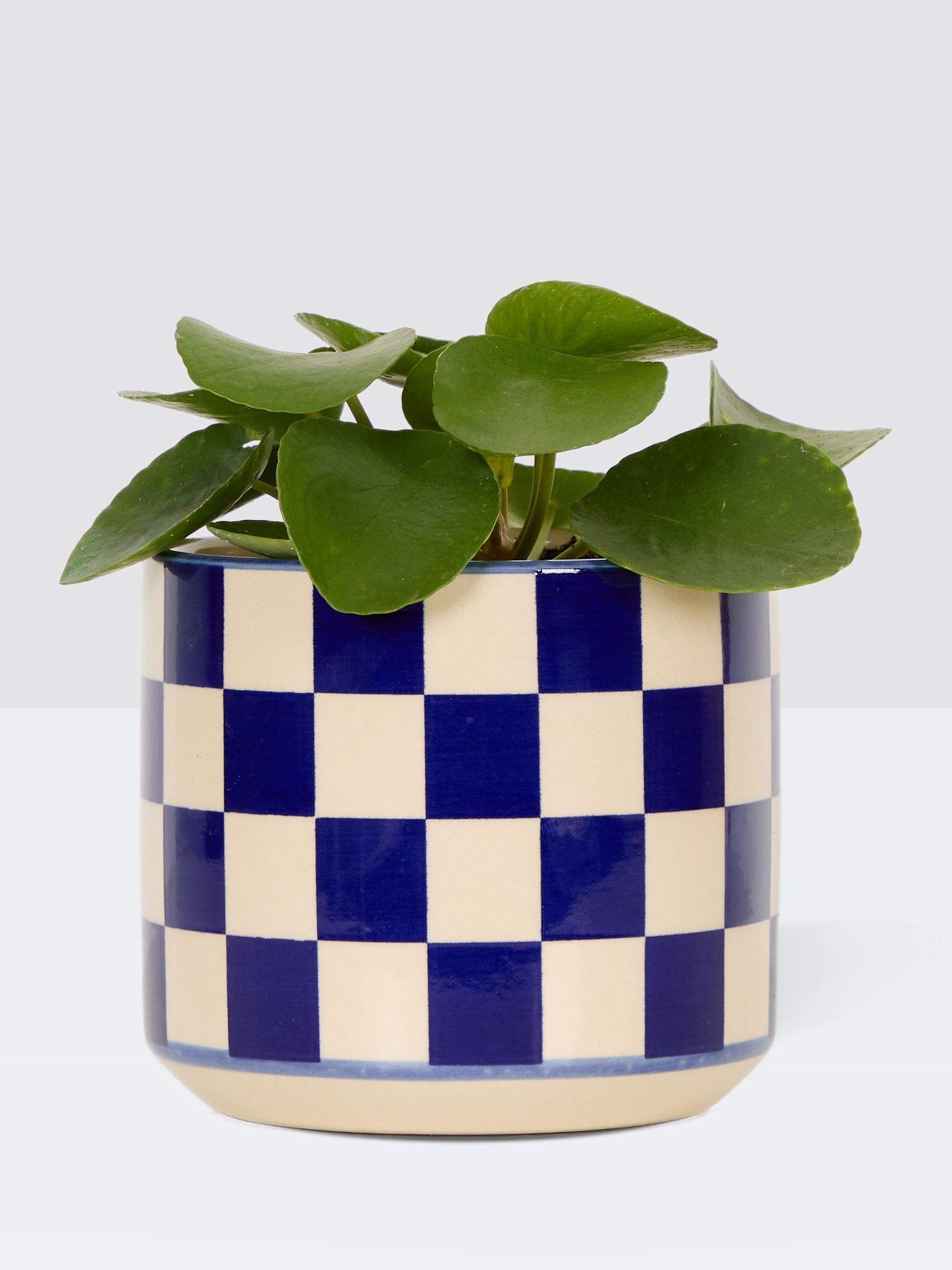 PATCH Cobalt Penny Chinese Money Plant In 'Chess' Pot - Image 3 of 4