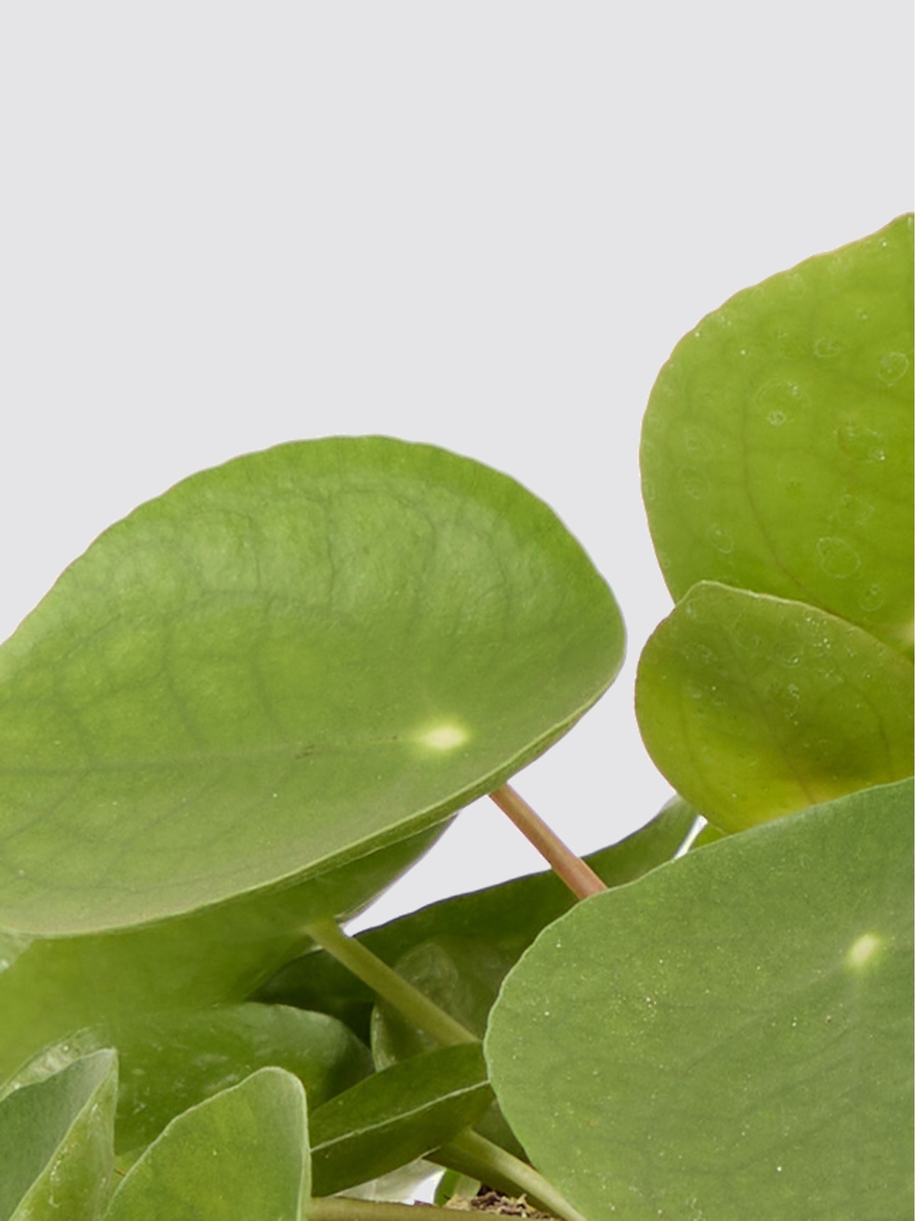 PATCH Cobalt Penny Chinese Money Plant In 'Chess' Pot - Image 4 of 4