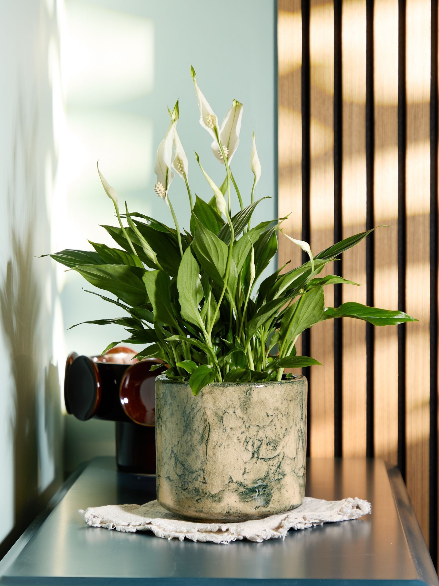 PATCH Green Pippa Peace Lily In Fracture Pot - Image 1 of 4