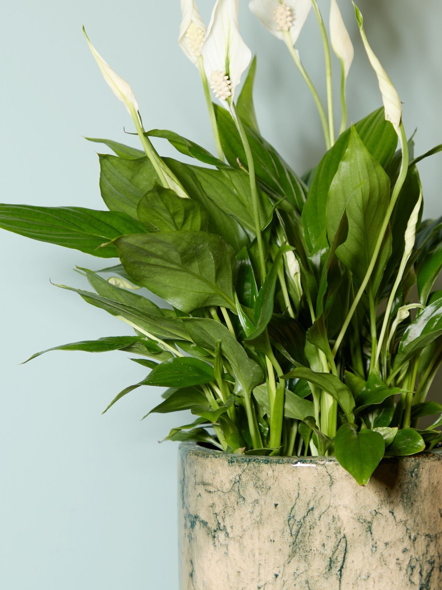 PATCH Green Pippa Peace Lily In Fracture Pot - Image 2 of 4