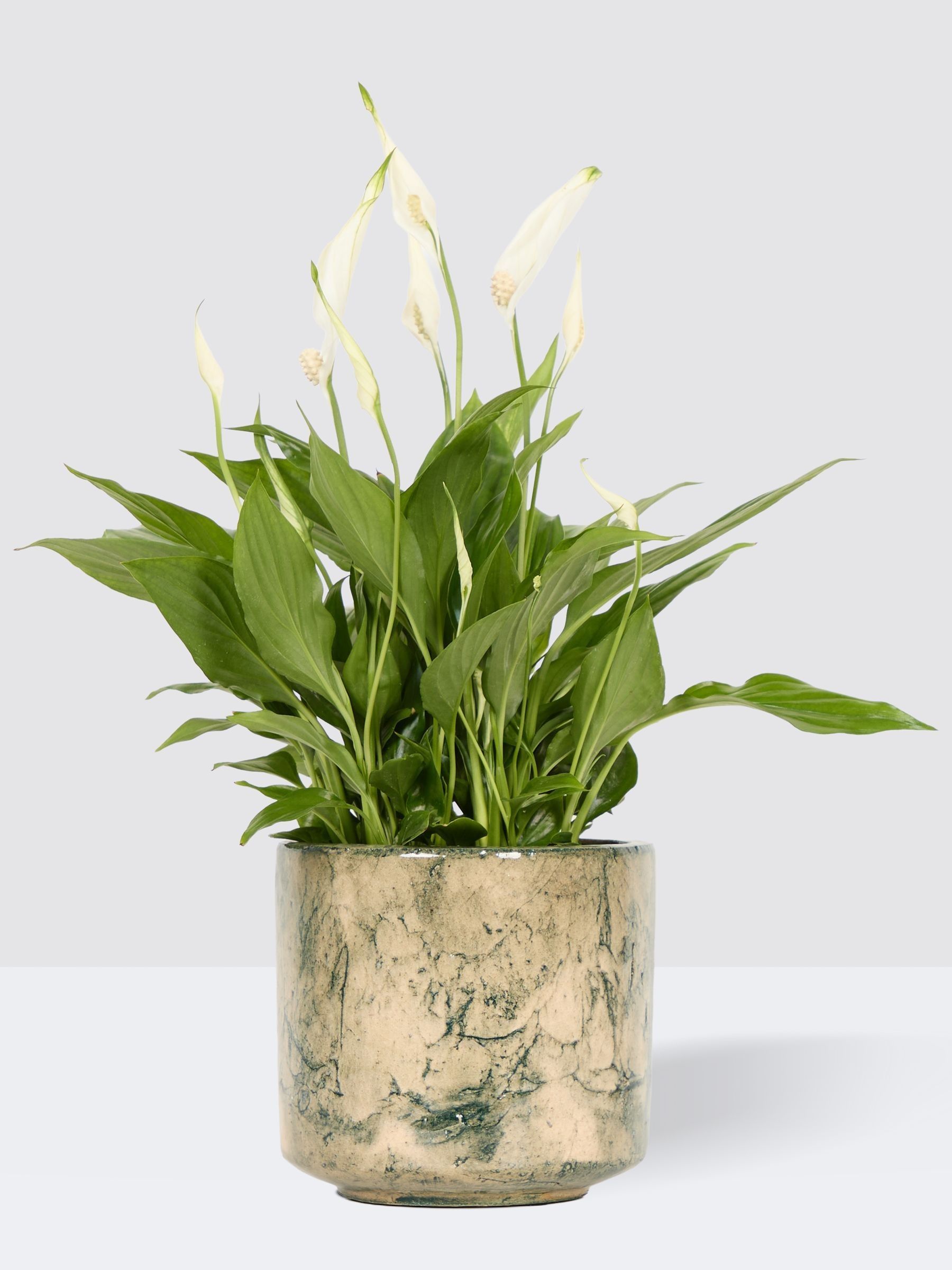 PATCH Green Pippa Peace Lily In Fracture Pot - Image 3 of 4