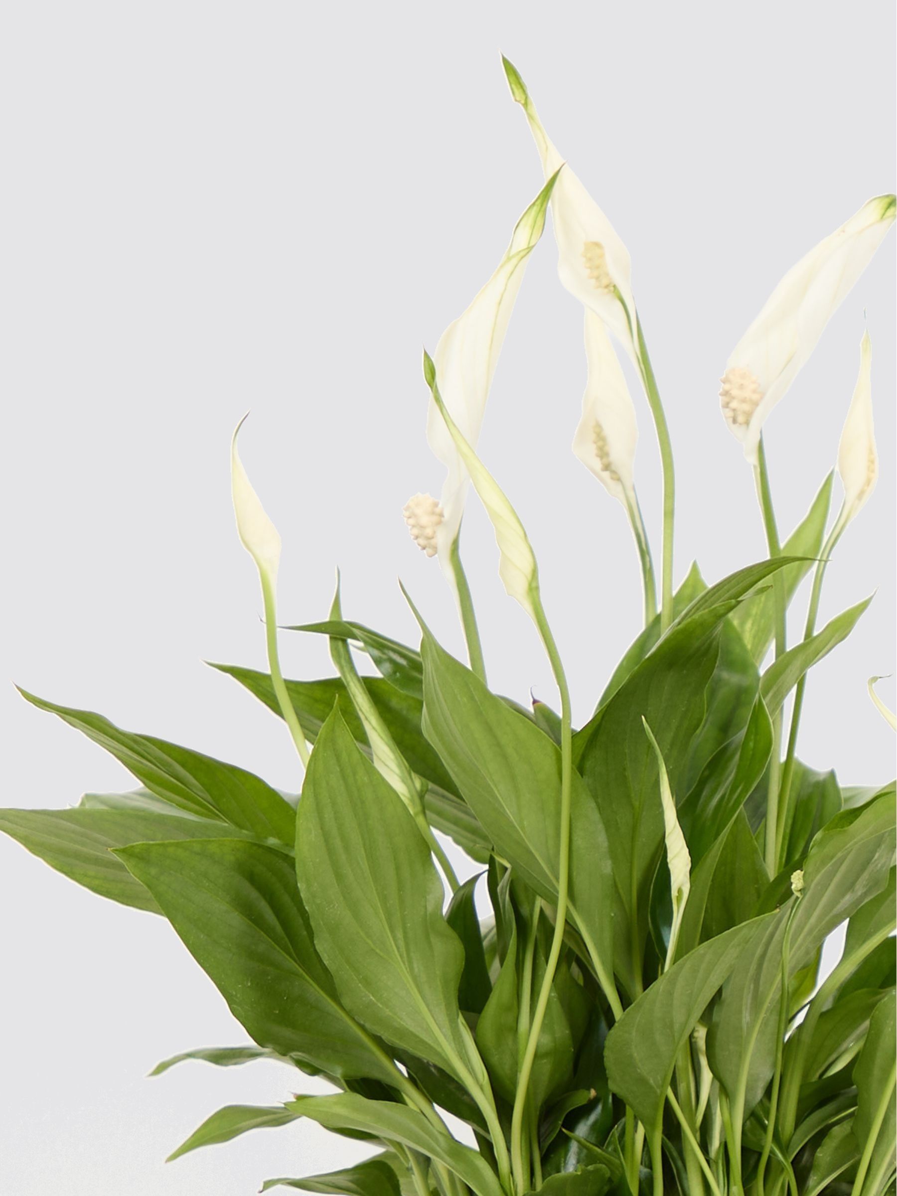PATCH Green Pippa Peace Lily In Fracture Pot - Image 4 of 4