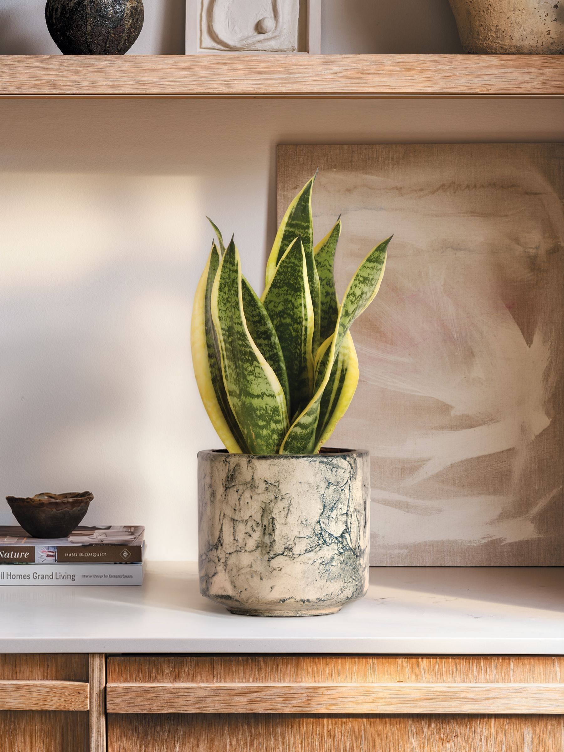 PATCH Green Susie Snake Plant In Fracture Pot - Image 1 of 4