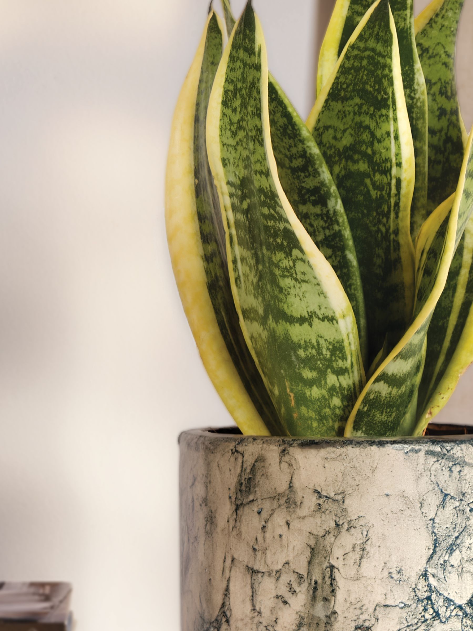 PATCH Green Susie Snake Plant In Fracture Pot - Image 2 of 4