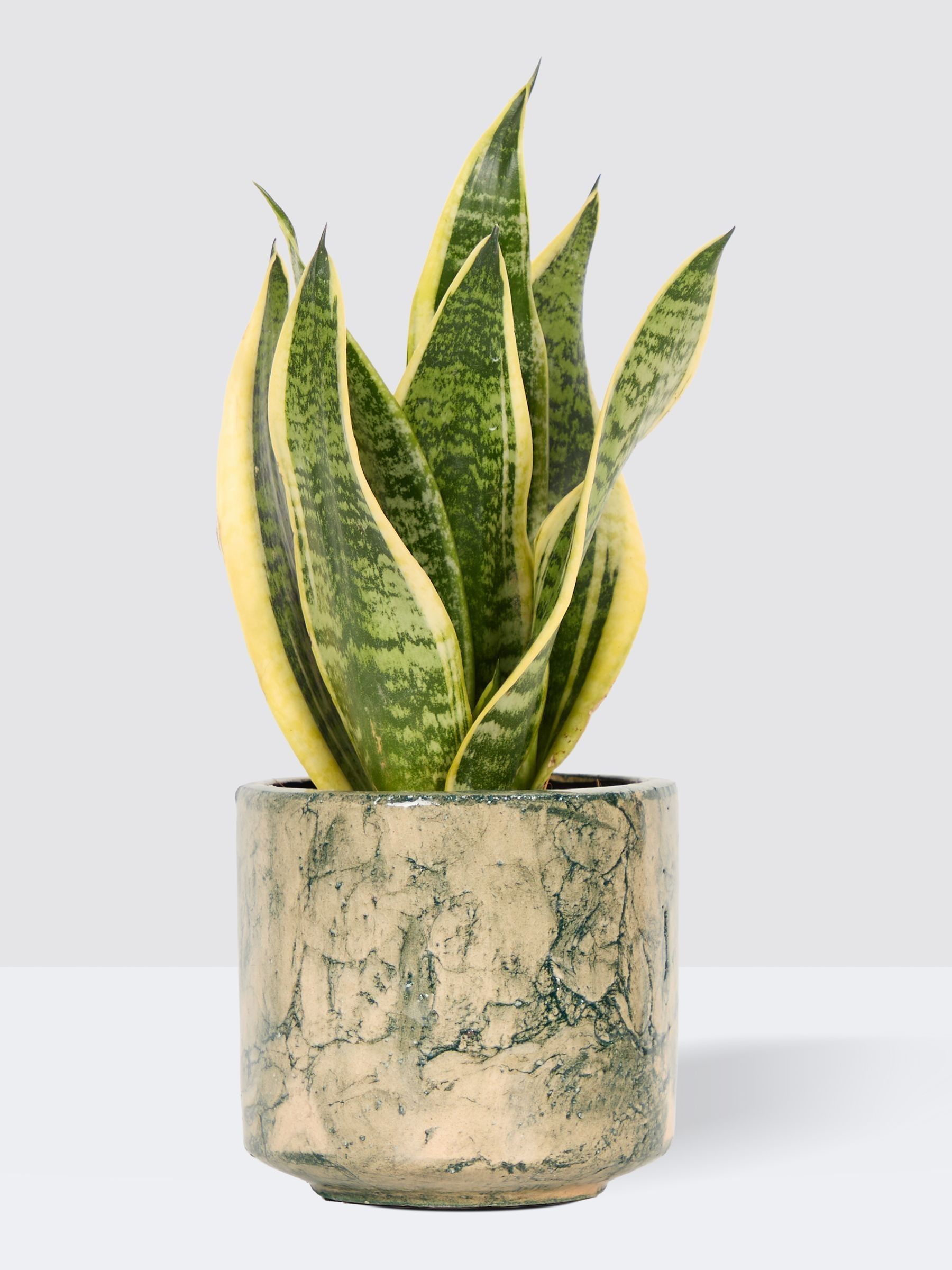 PATCH Green Susie Snake Plant In Fracture Pot - Image 3 of 4