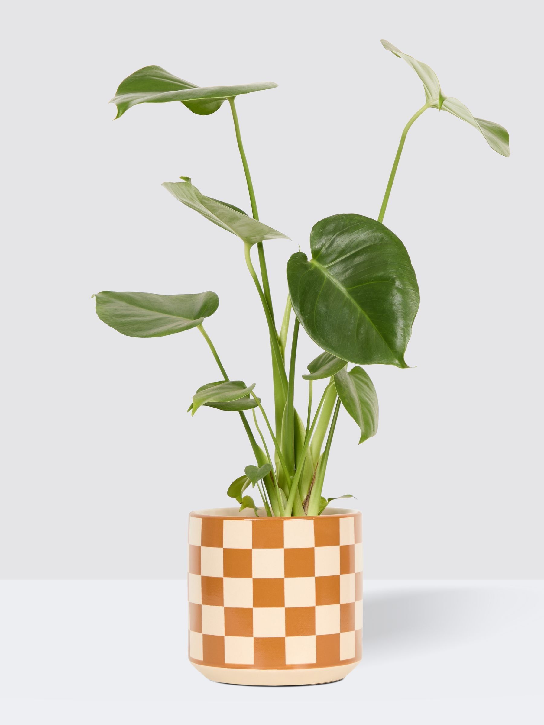 PATCH Brown Chaz Monstera Plant In 'Chess' Pot - Image 1 of 2