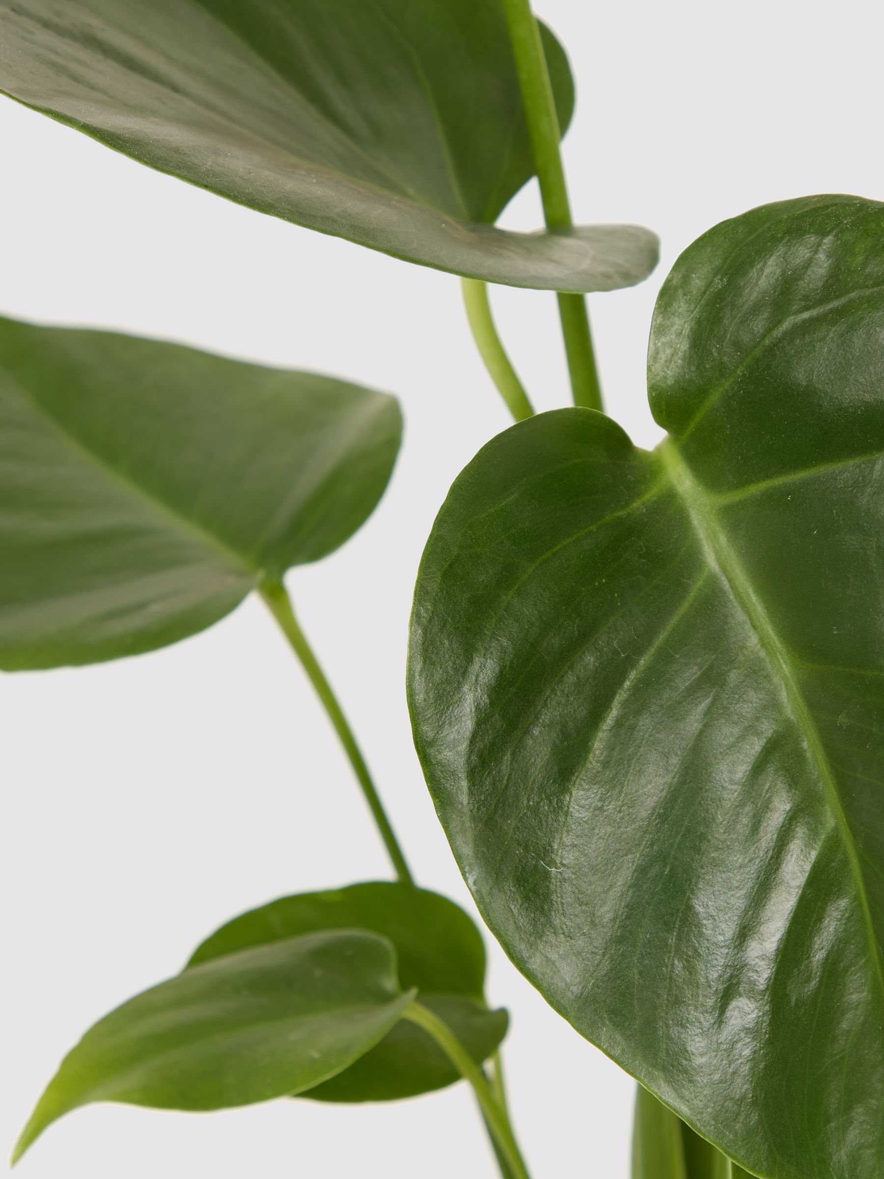 PATCH Brown Chaz Monstera Plant In 'Chess' Pot - Image 2 of 2