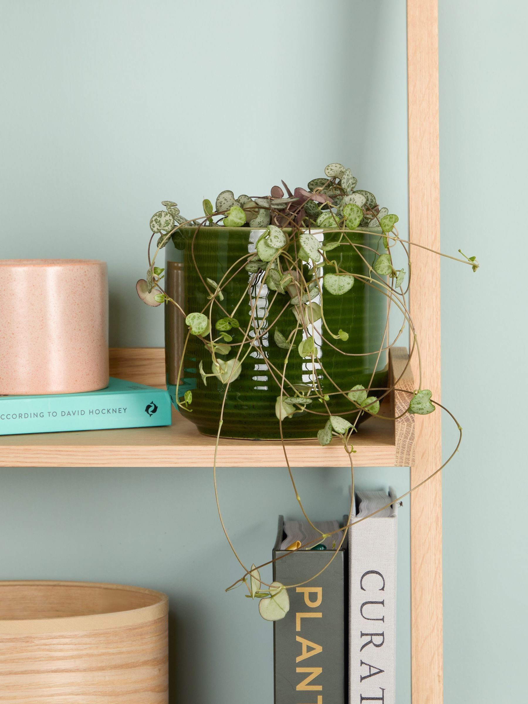 PATCH Green Peggy String Of Hearts Plant In Ceramic Glazed Pot - Image 1 of 4