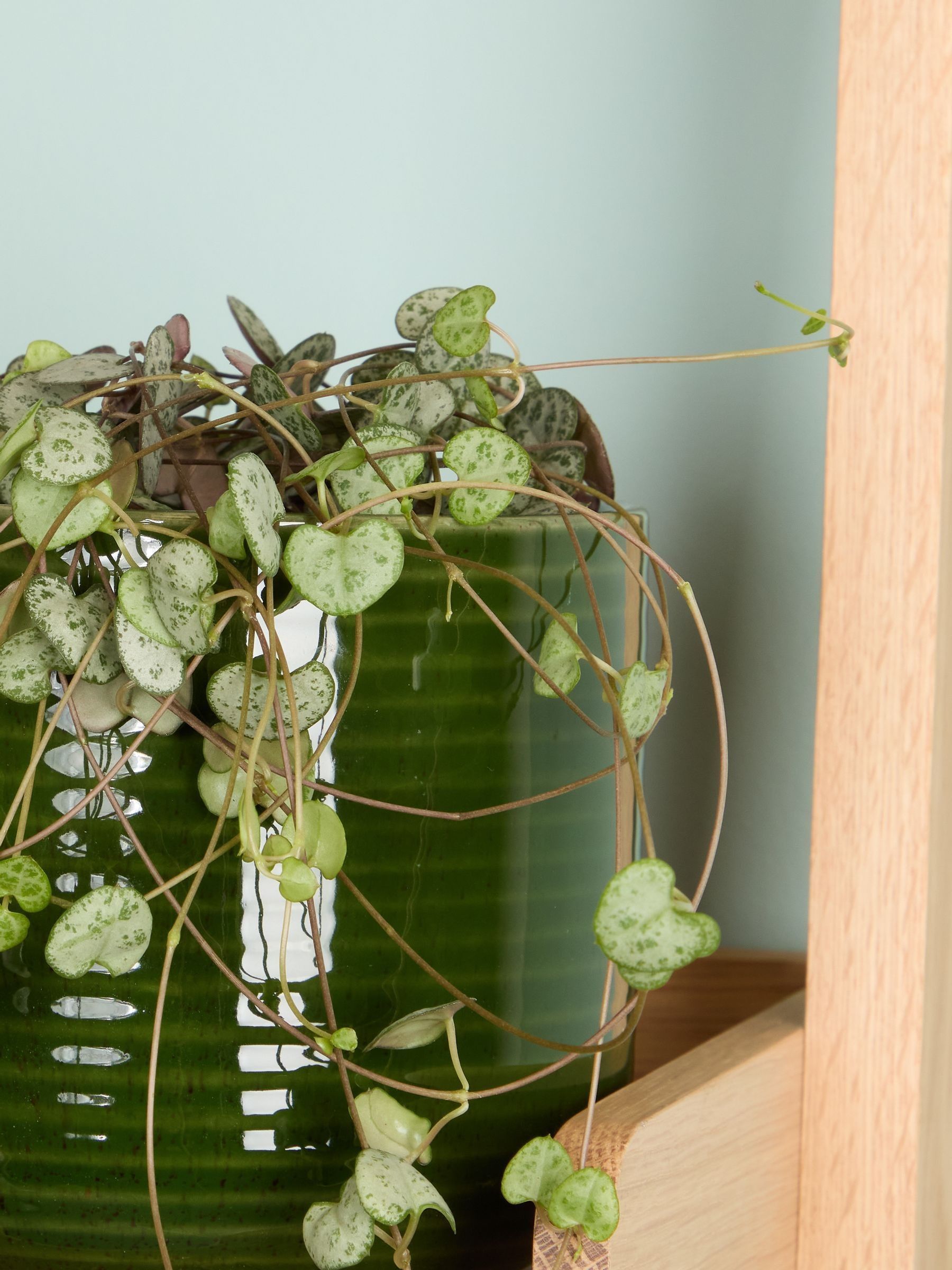 PATCH Green Peggy String Of Hearts Plant In Ceramic Glazed Pot - Image 2 of 4