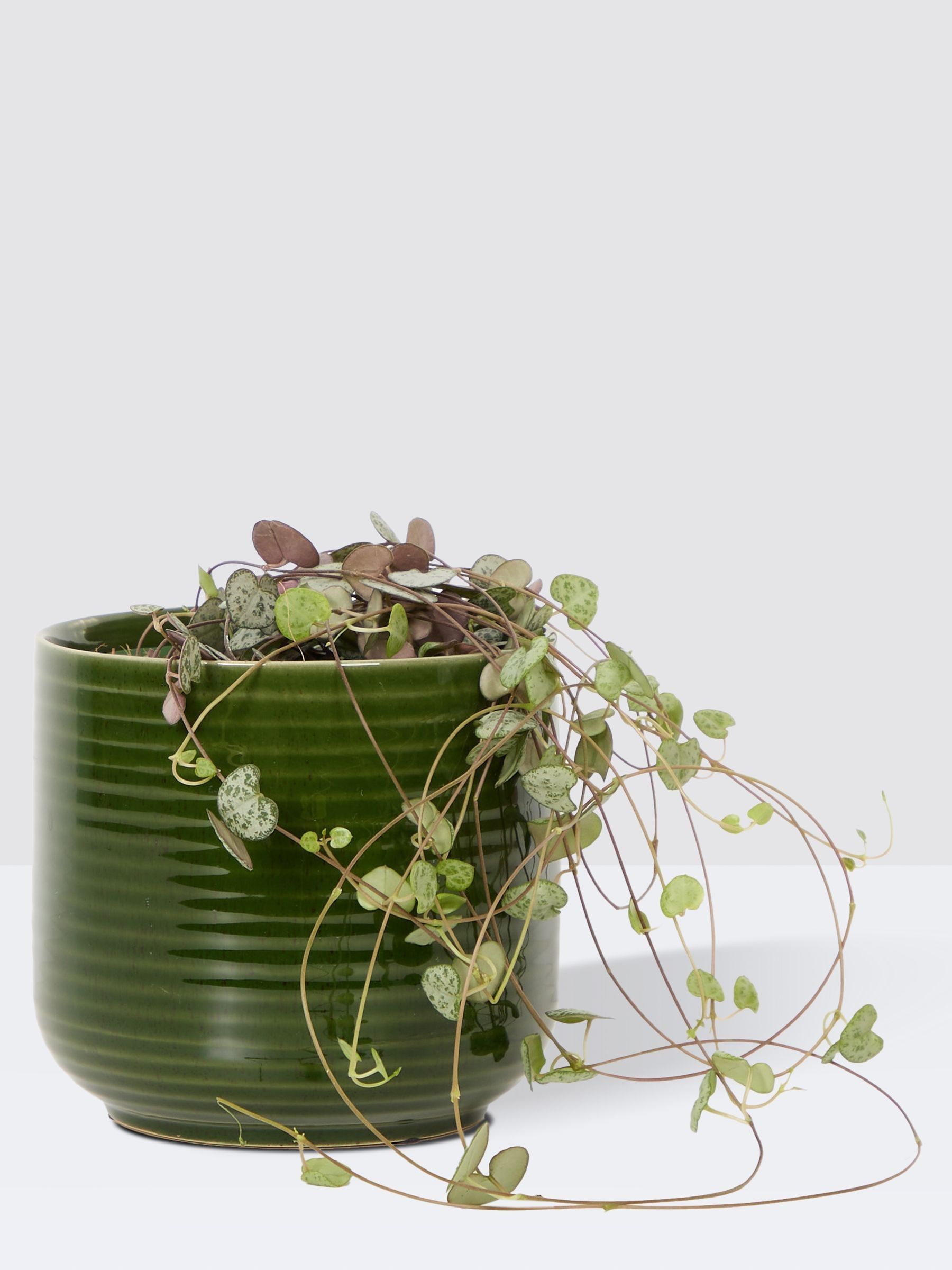 PATCH Green Peggy String Of Hearts Plant In Ceramic Glazed Pot - Image 3 of 4