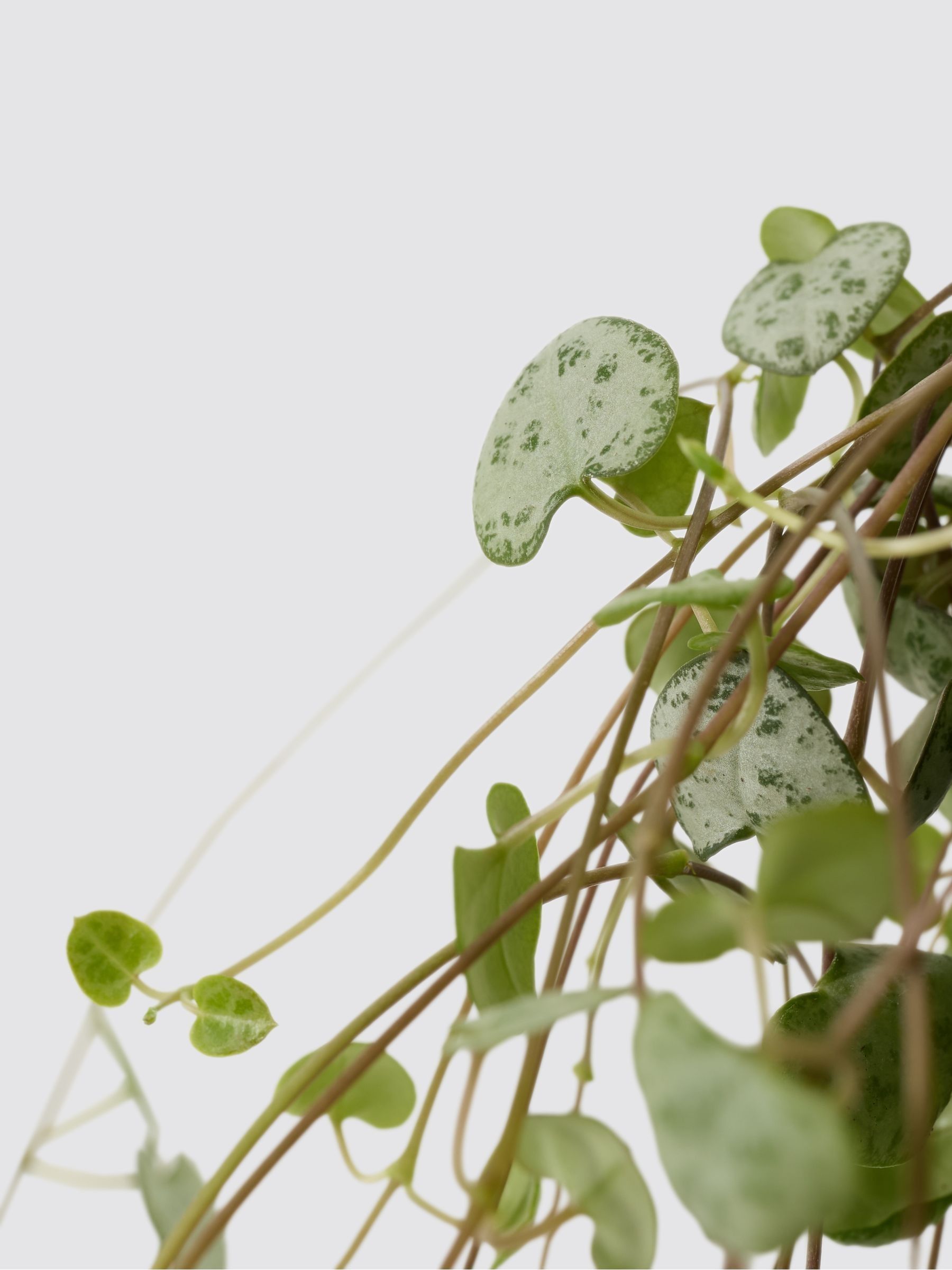 PATCH Green Peggy String Of Hearts Plant In Ceramic Glazed Pot - Image 4 of 4
