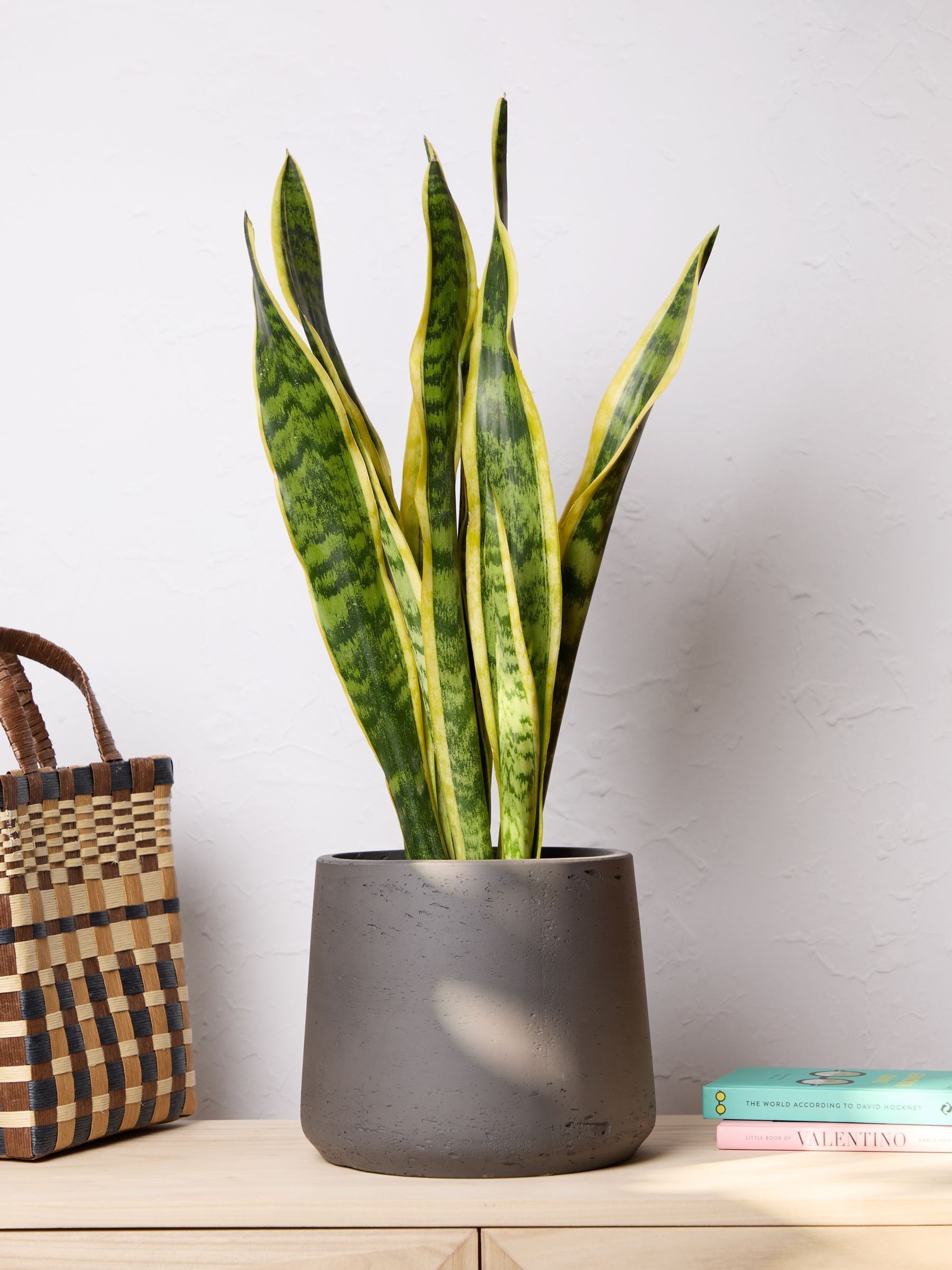 PATCH Charcoal Susie Snake Plant Medium In Clay Pot - Image 1 of 4