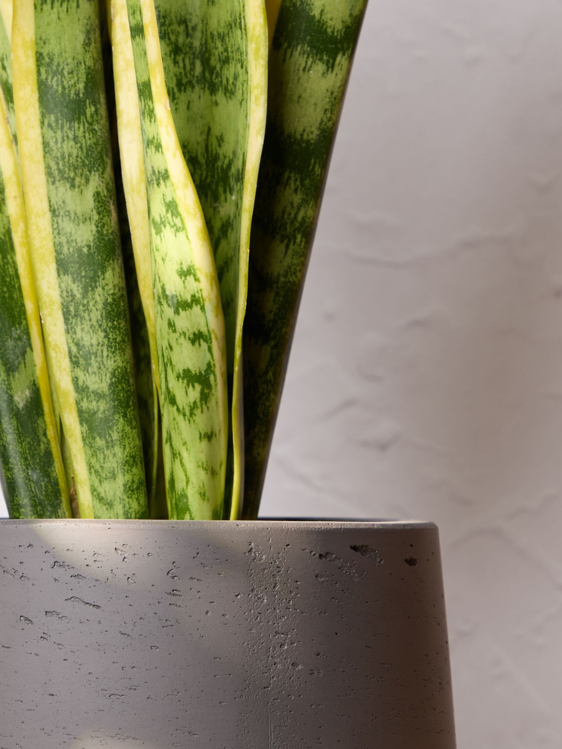 PATCH Charcoal Susie Snake Plant Medium In Clay Pot - Image 2 of 4
