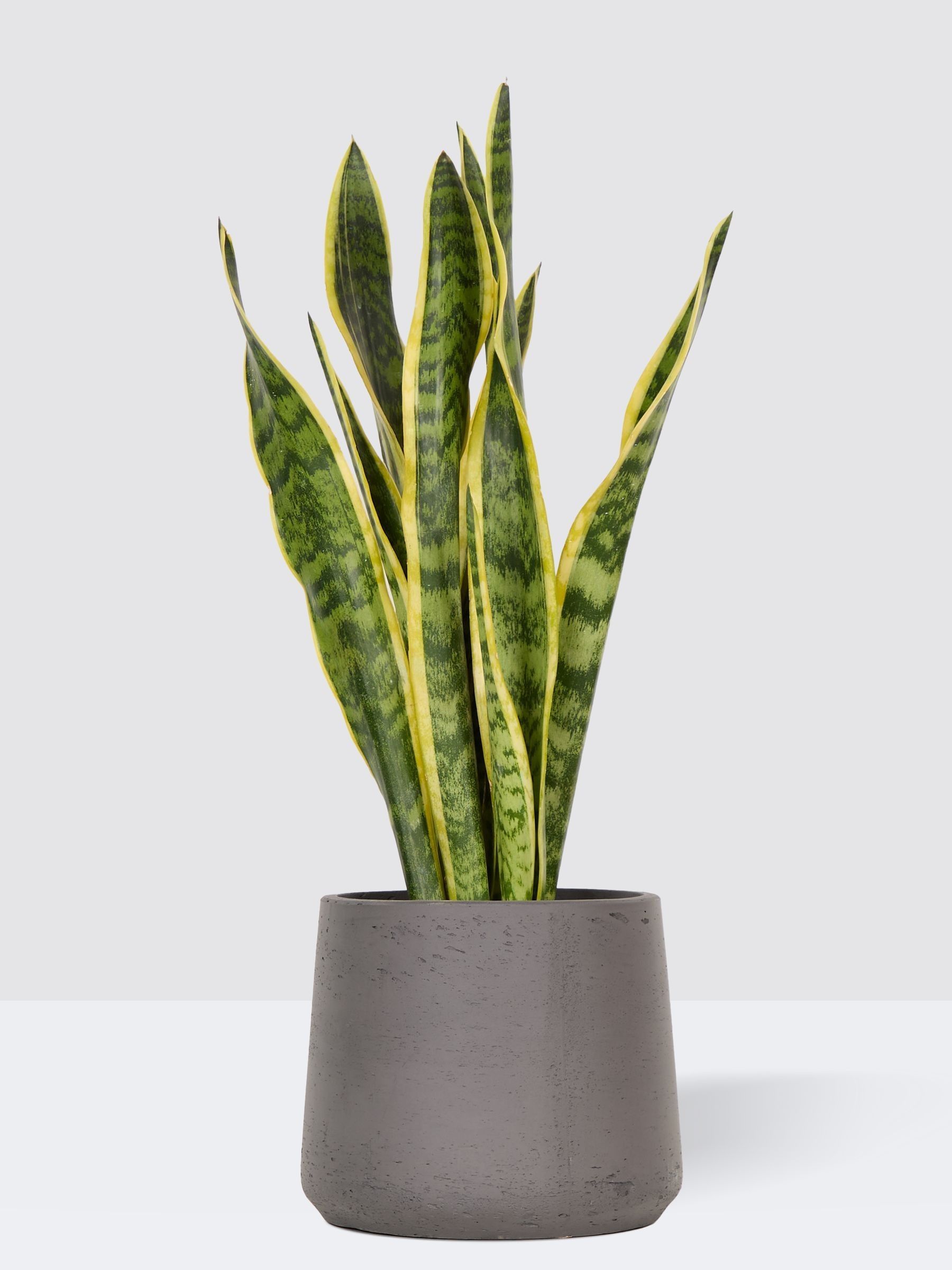 PATCH Charcoal Susie Snake Plant Medium In Clay Pot - Image 3 of 4