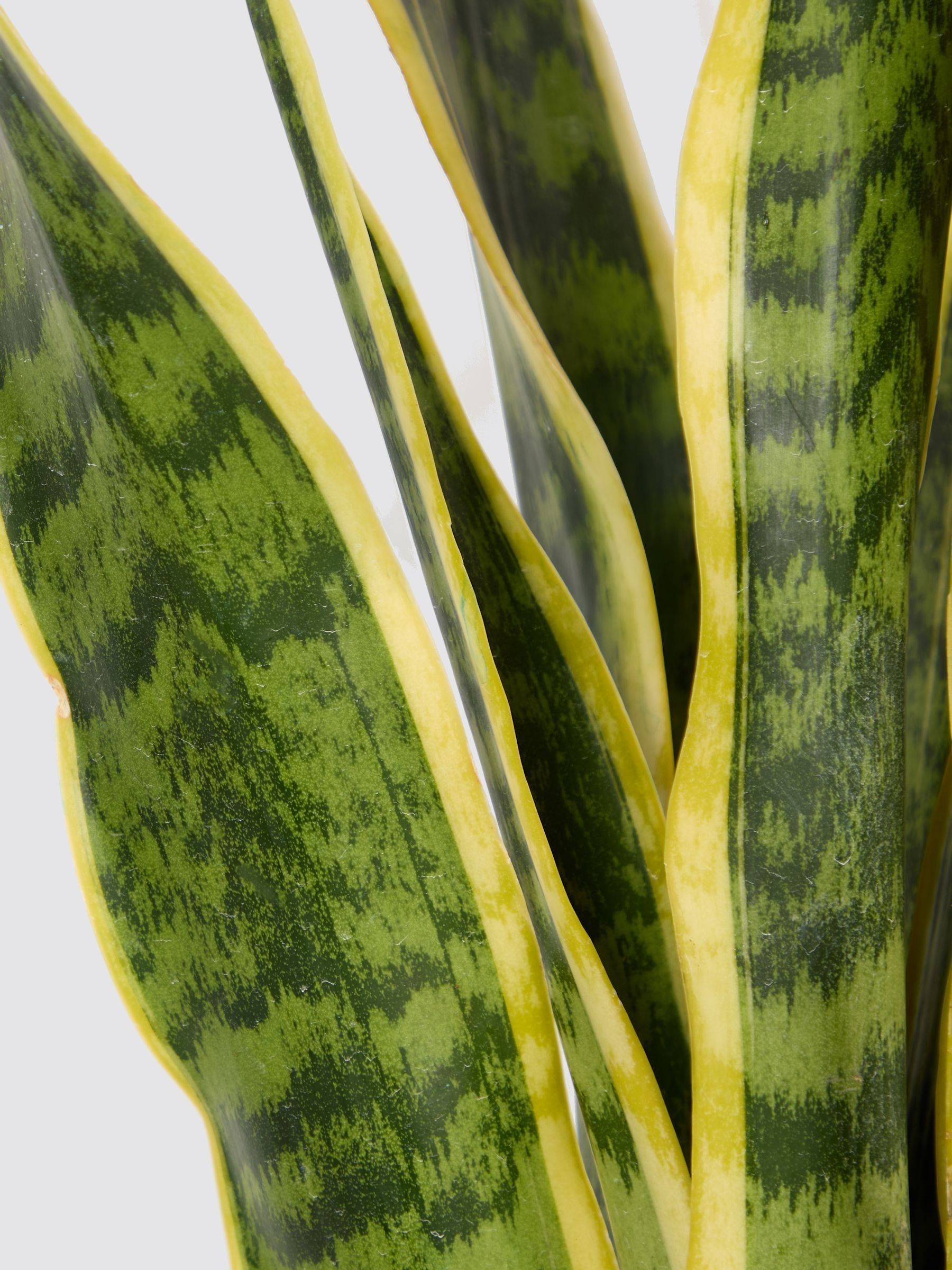 PATCH Charcoal Susie Snake Plant Medium In Clay Pot - Image 4 of 4