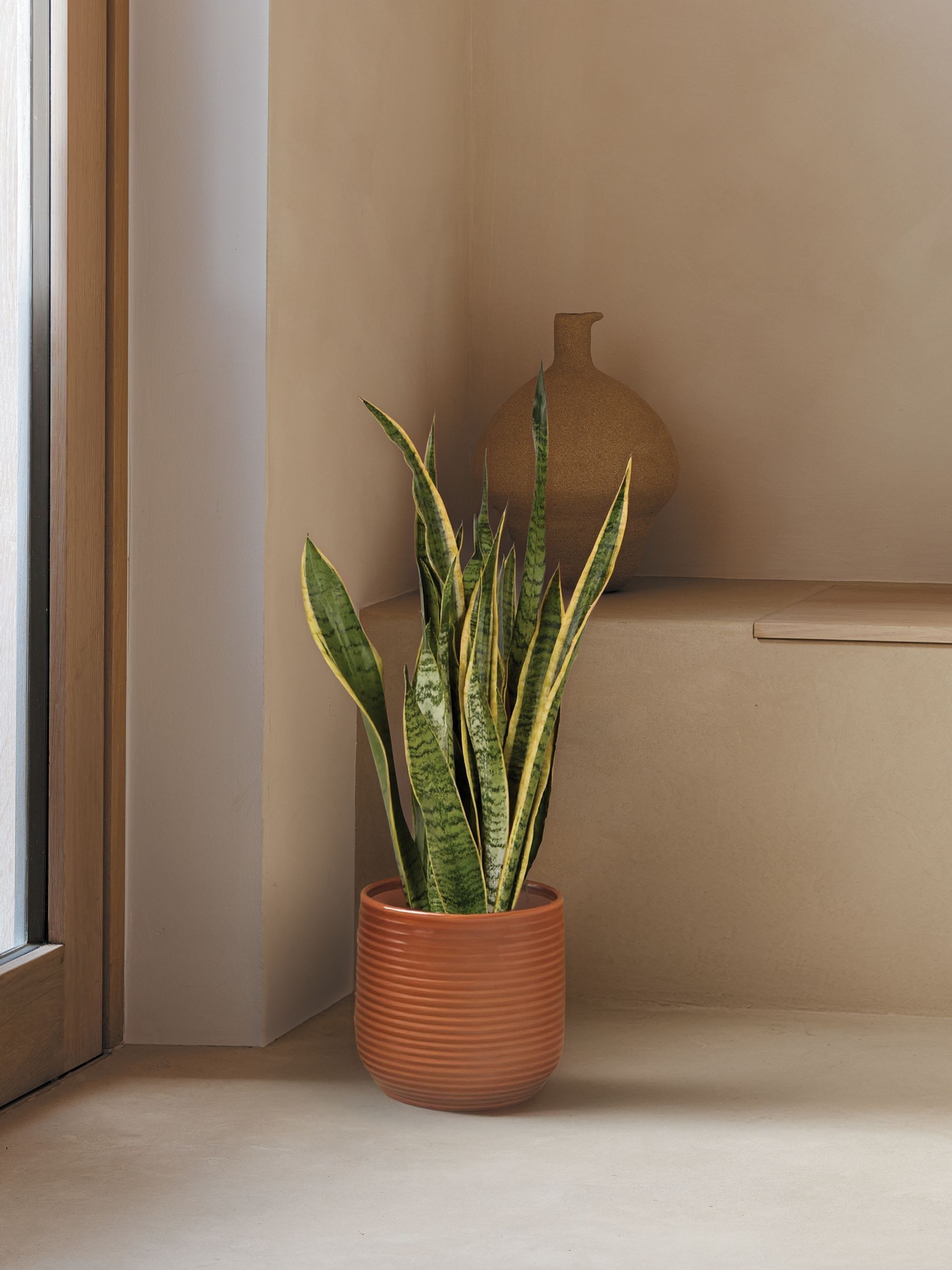 PATCH Rust Susie Snake Plant Large In Ceramic Glazed Pot - Image 1 of 4