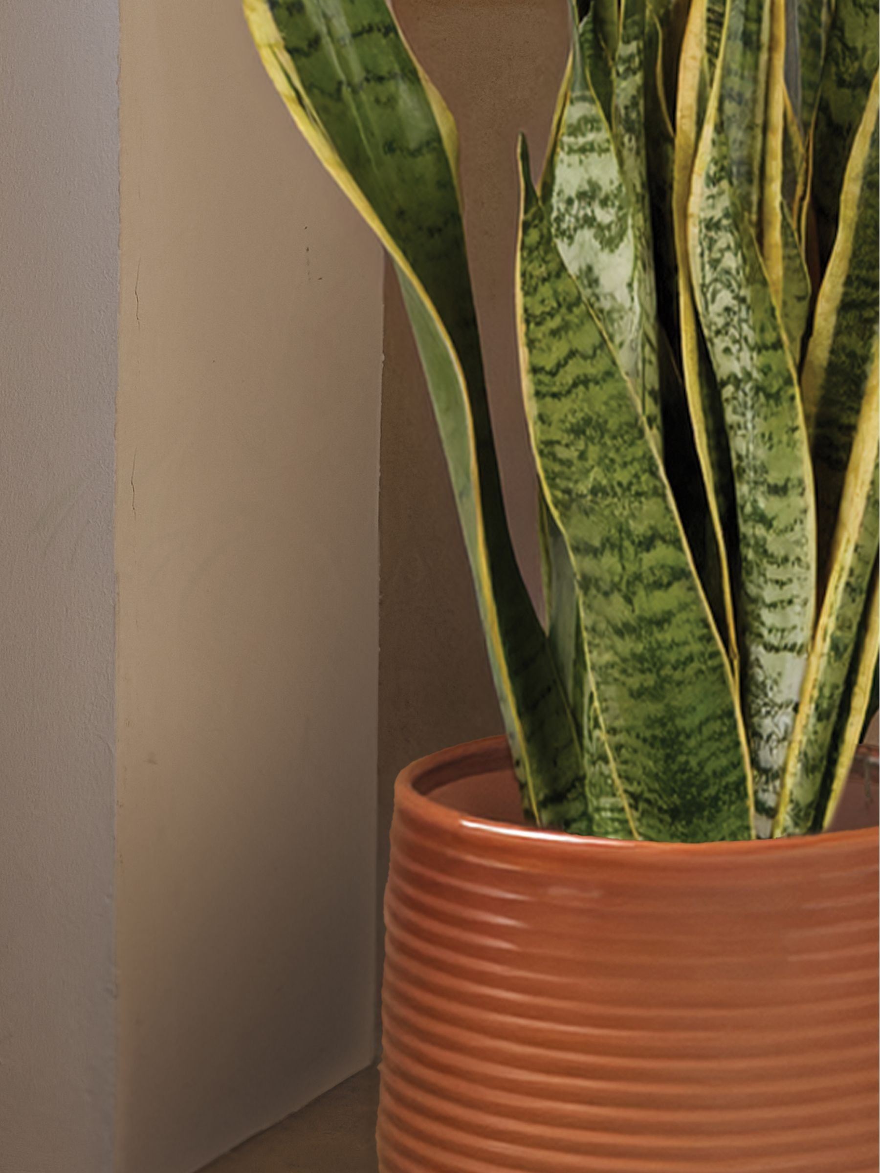 PATCH Rust Susie Snake Plant Large In Ceramic Glazed Pot - Image 2 of 4