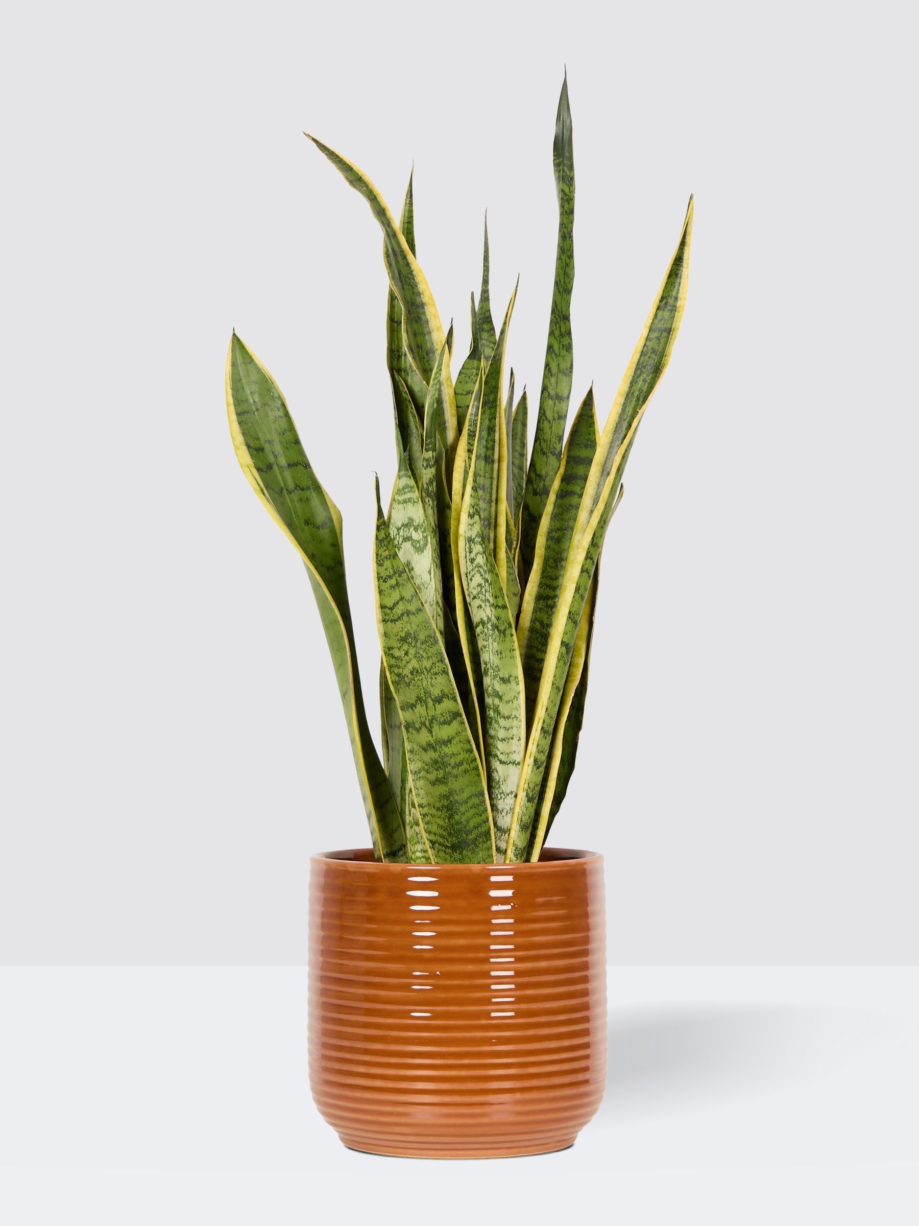 PATCH Rust Susie Snake Plant Large In Ceramic Glazed Pot - Image 3 of 4