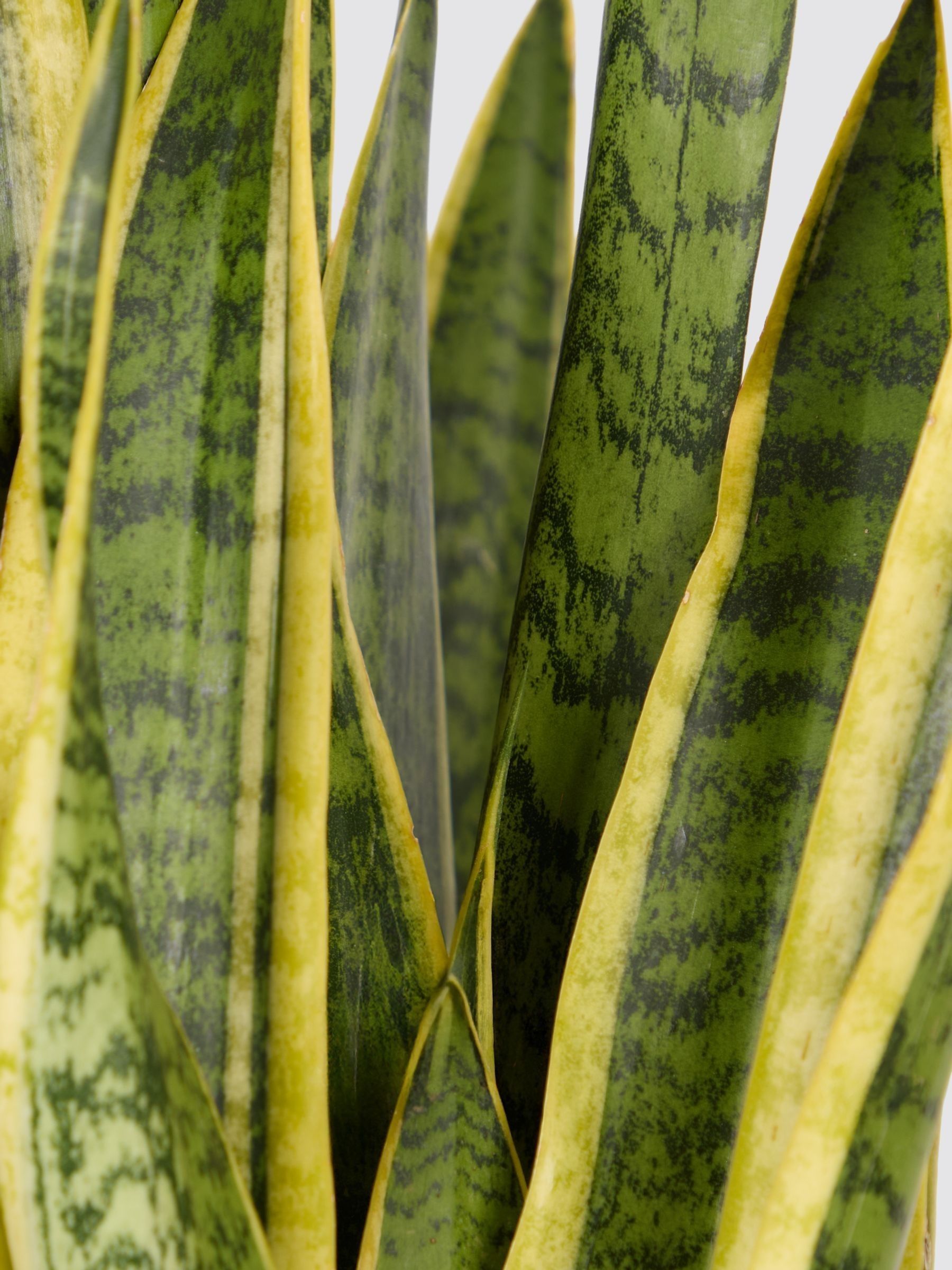 PATCH Rust Susie Snake Plant Large In Ceramic Glazed Pot - Image 4 of 4