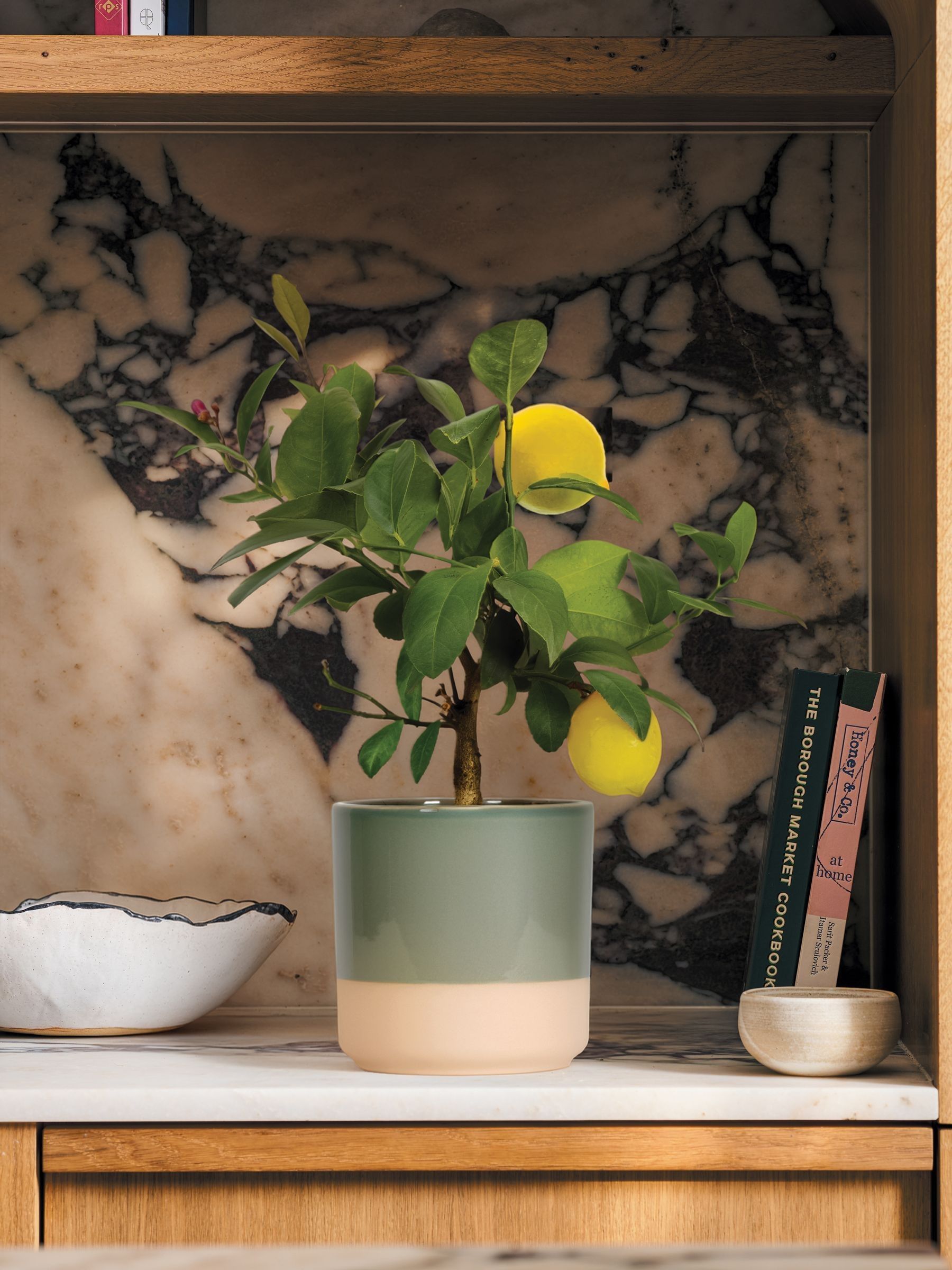 PATCH Olive Vivi Lemon Tree In Dipped Pot - Image 1 of 4 PATCH Olive Vivi Lemon Tree In Dipped Pot - Image 1 of 4