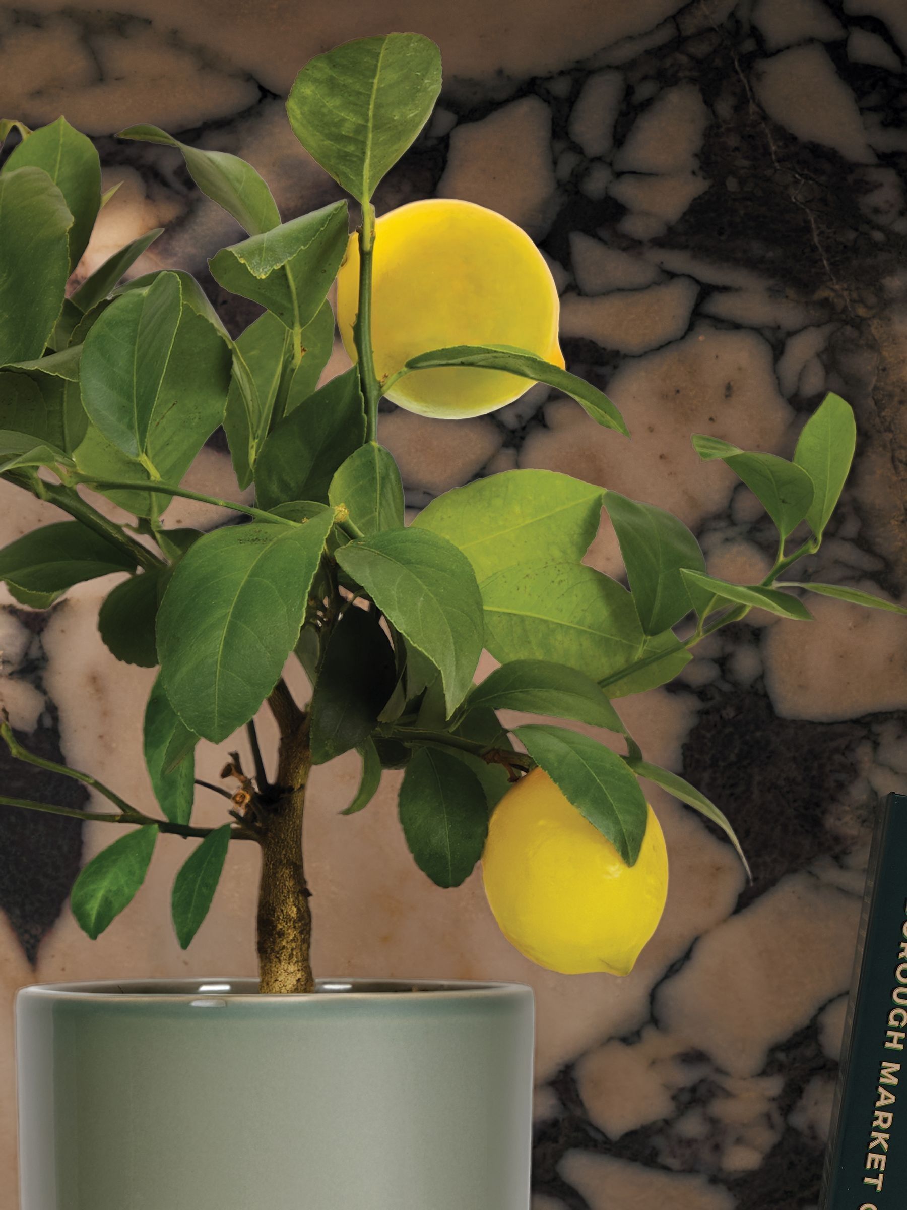 PATCH Olive Vivi Lemon Tree In Dipped Pot - Image 2 of 4