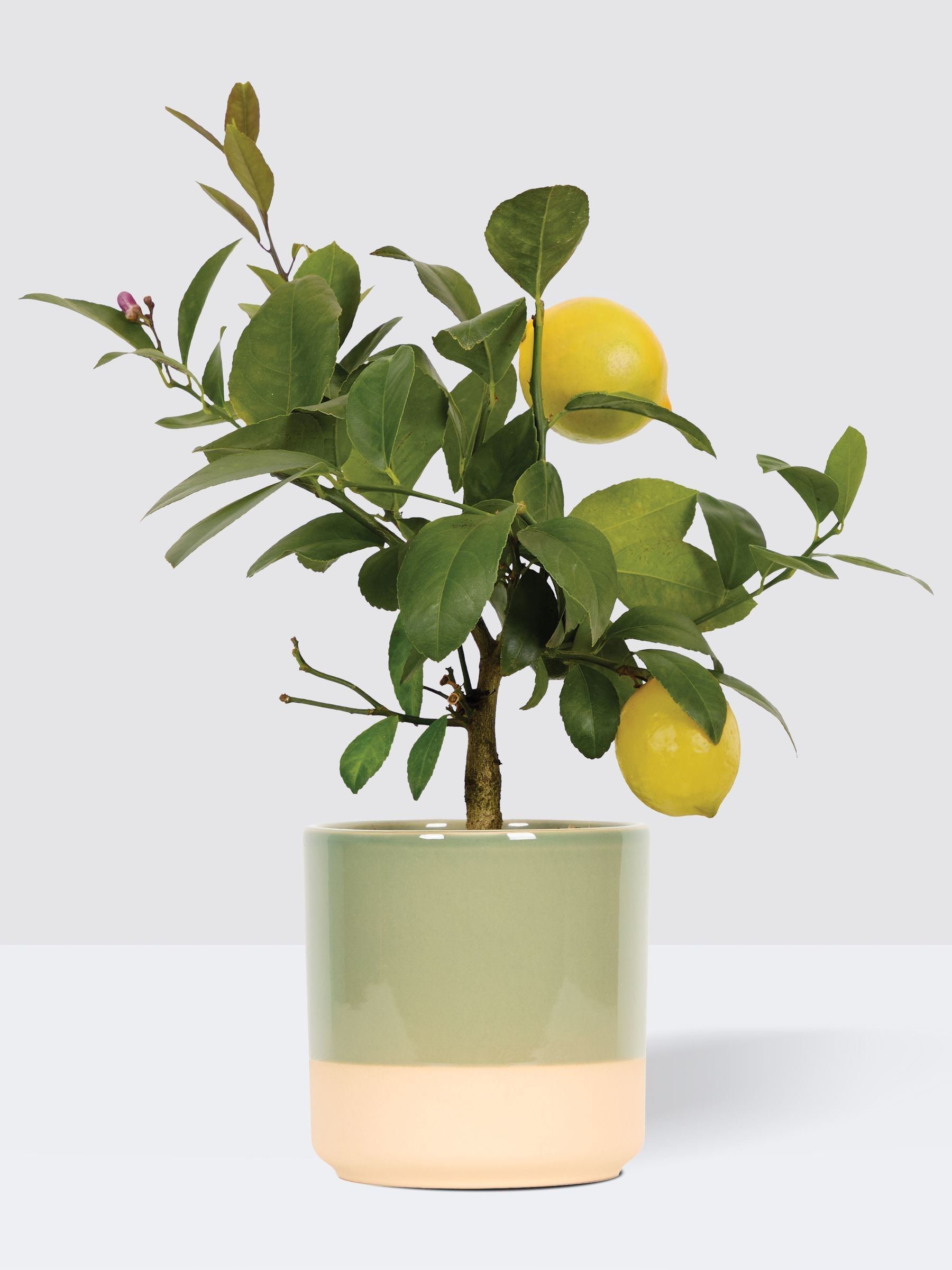 PATCH Olive Vivi Lemon Tree In Dipped Pot - Image 3 of 4