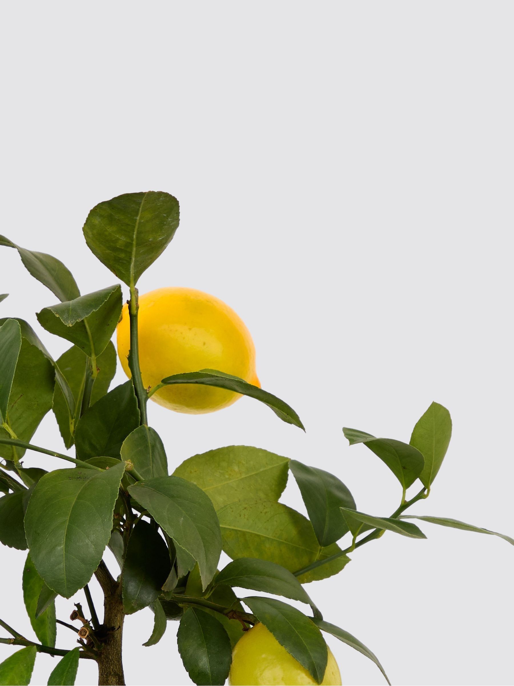 PATCH Olive Vivi Lemon Tree In Dipped Pot - Image 4 of 4 PATCH Olive Vivi Lemon Tree In Dipped Pot - Image 4 of 4