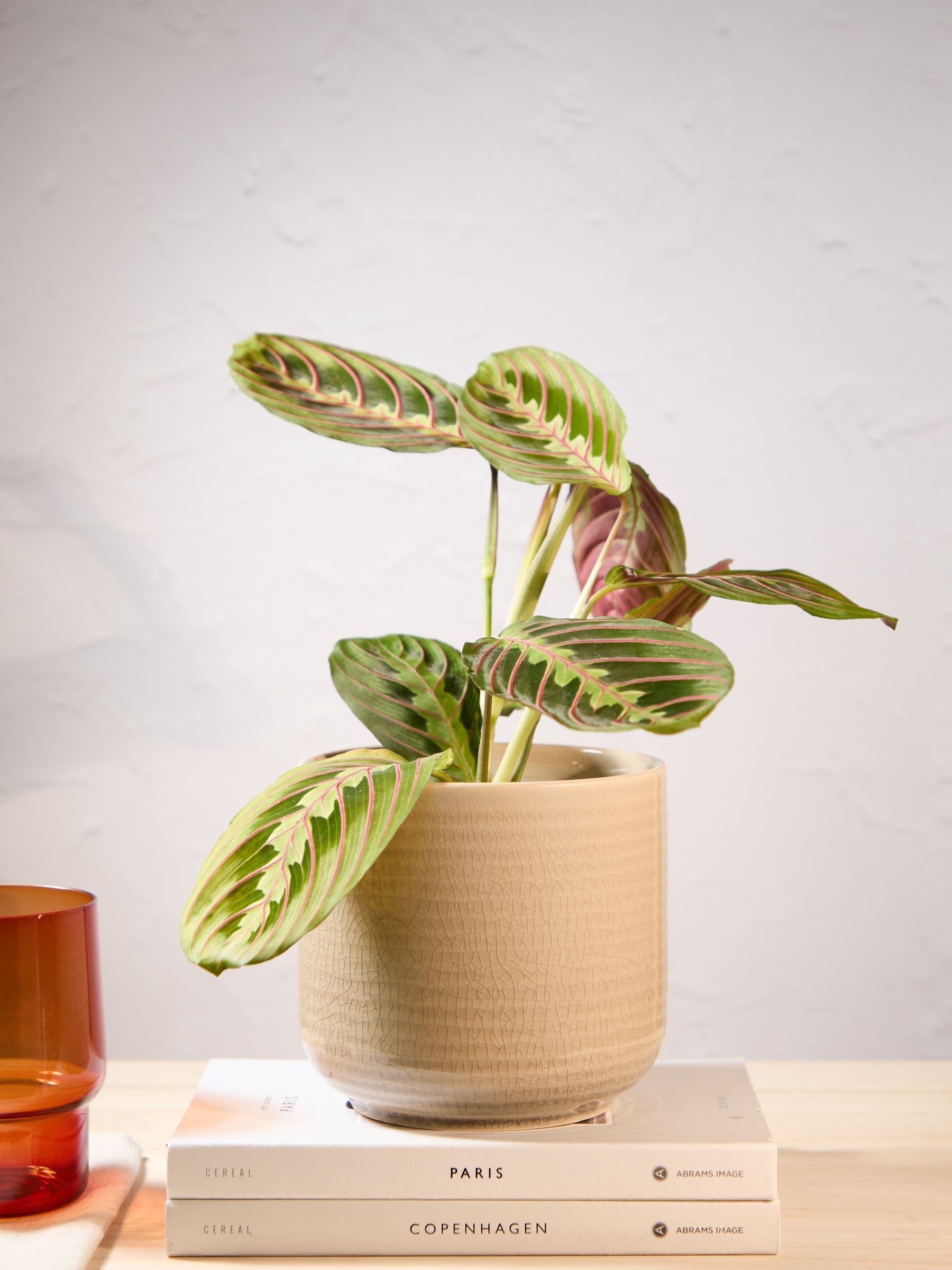 PATCH Cream Jane Prayer Plant In Ceramic Glazed Pot - Image 1 of 4