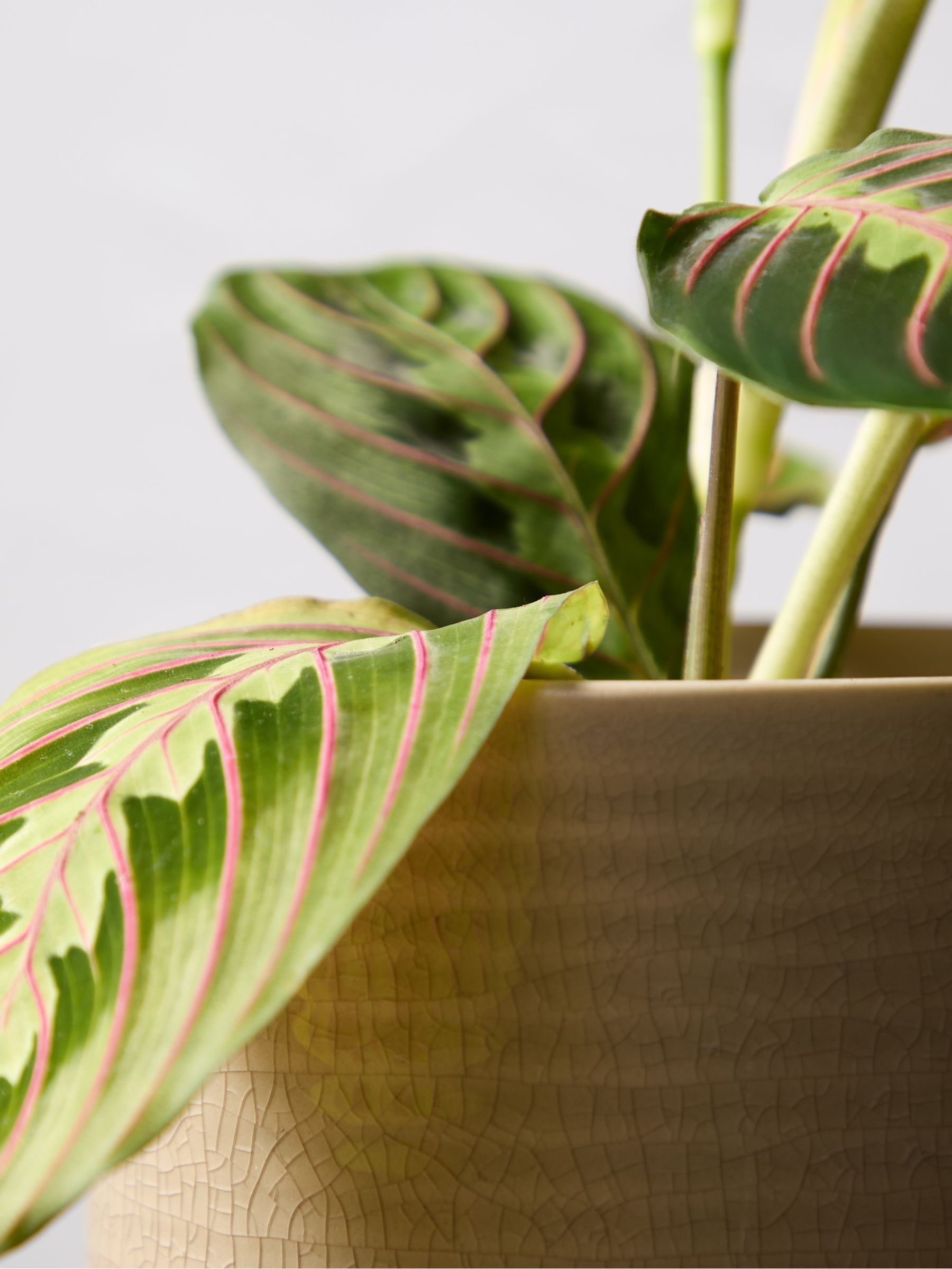 PATCH Cream Jane Prayer Plant In Ceramic Glazed Pot - Image 2 of 4