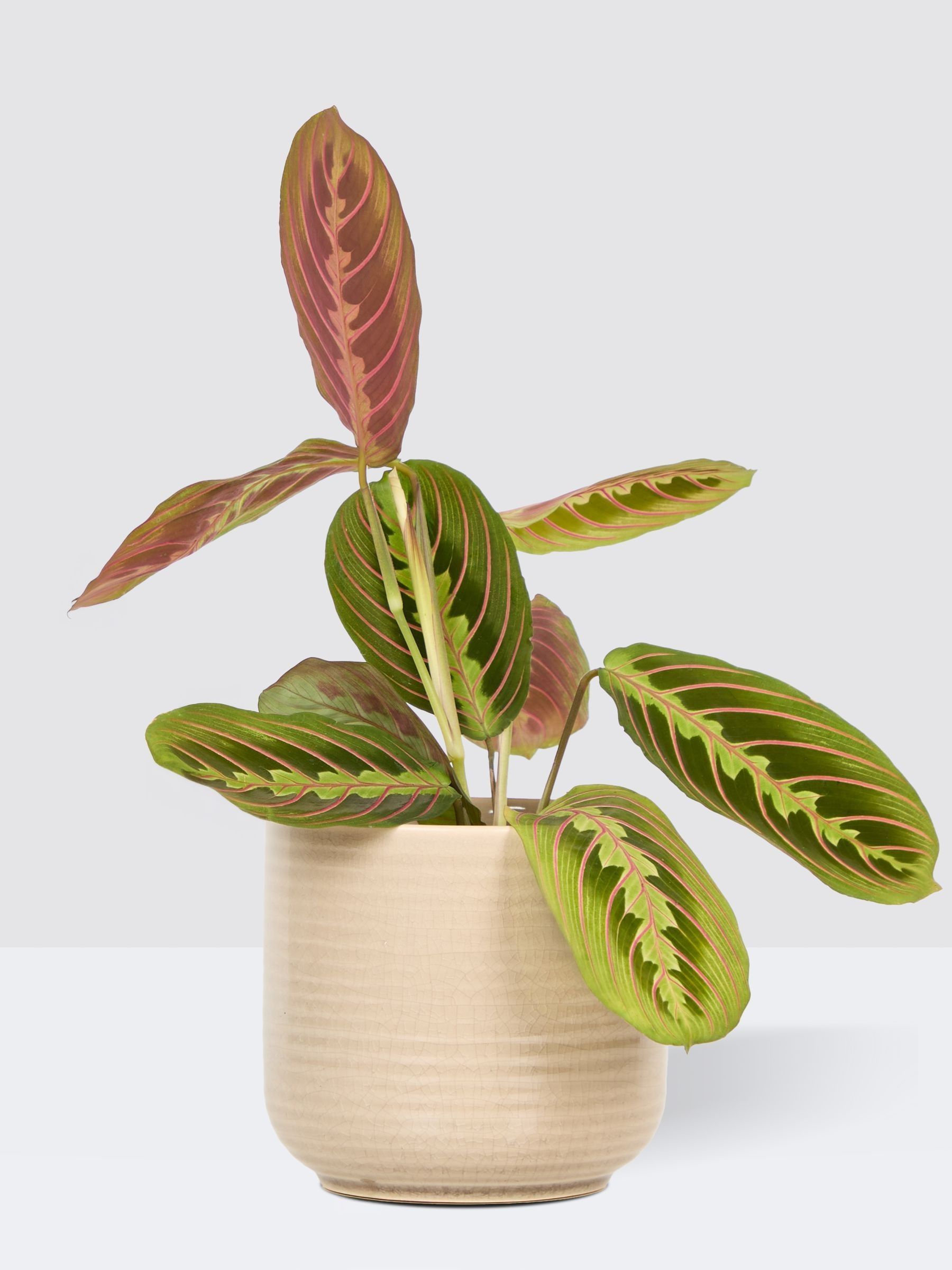 PATCH Cream Jane Prayer Plant In Ceramic Glazed Pot - Image 3 of 4
