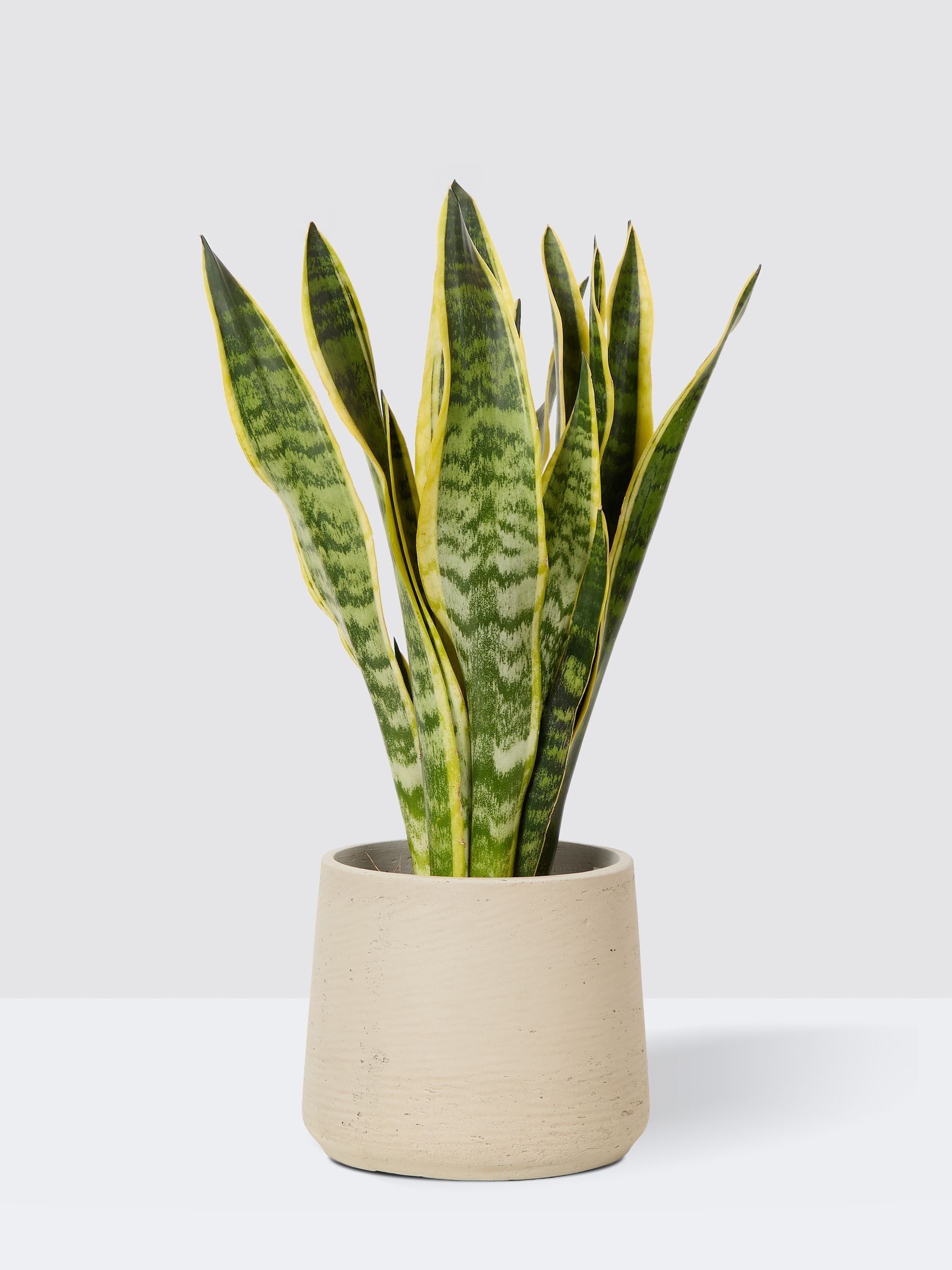 PATCH Grey Susie Snake Plant Medium In Clay Pot - Image 3 of 4