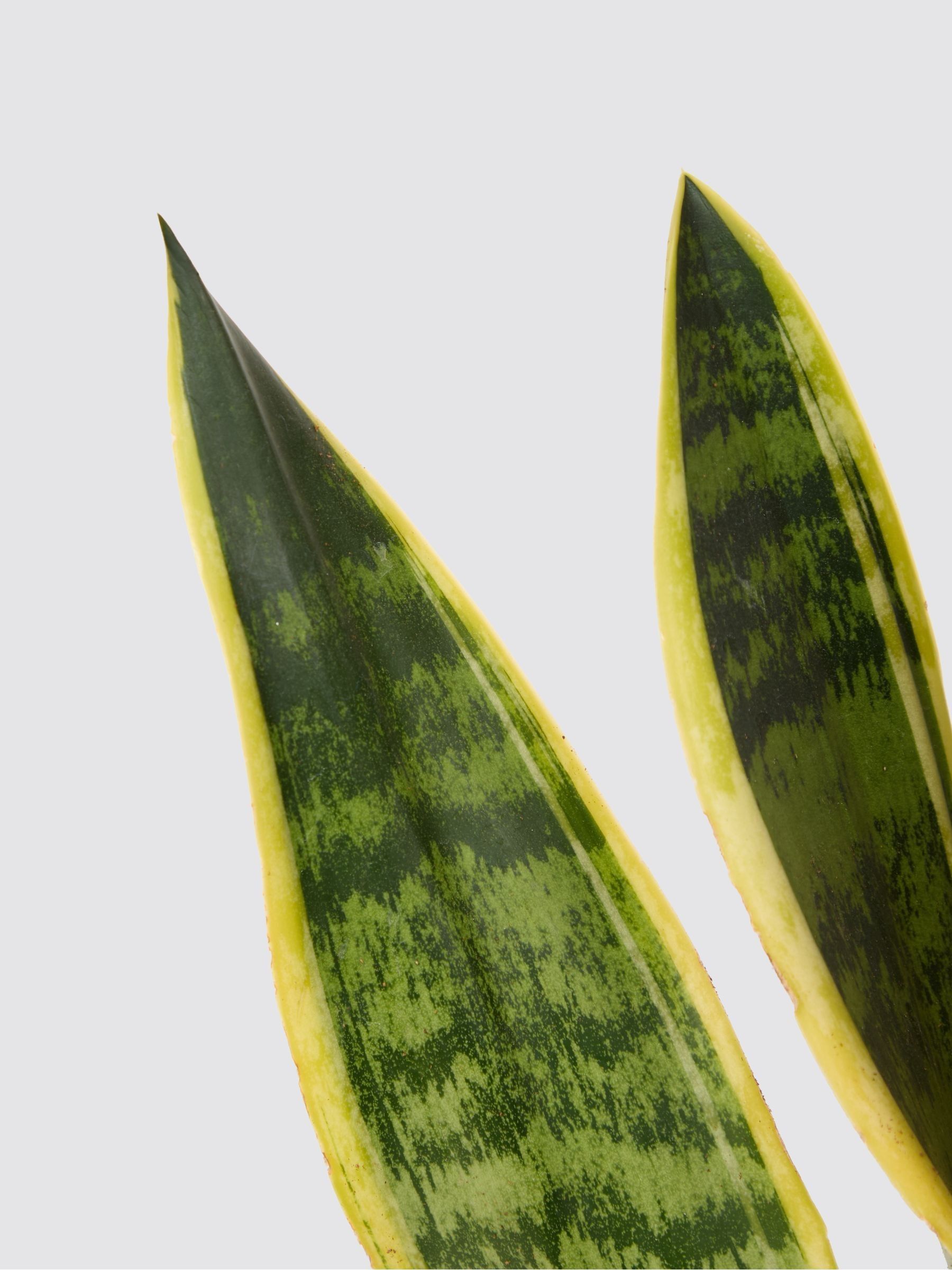 PATCH Grey Susie Snake Plant Medium In Clay Pot - Image 4 of 4