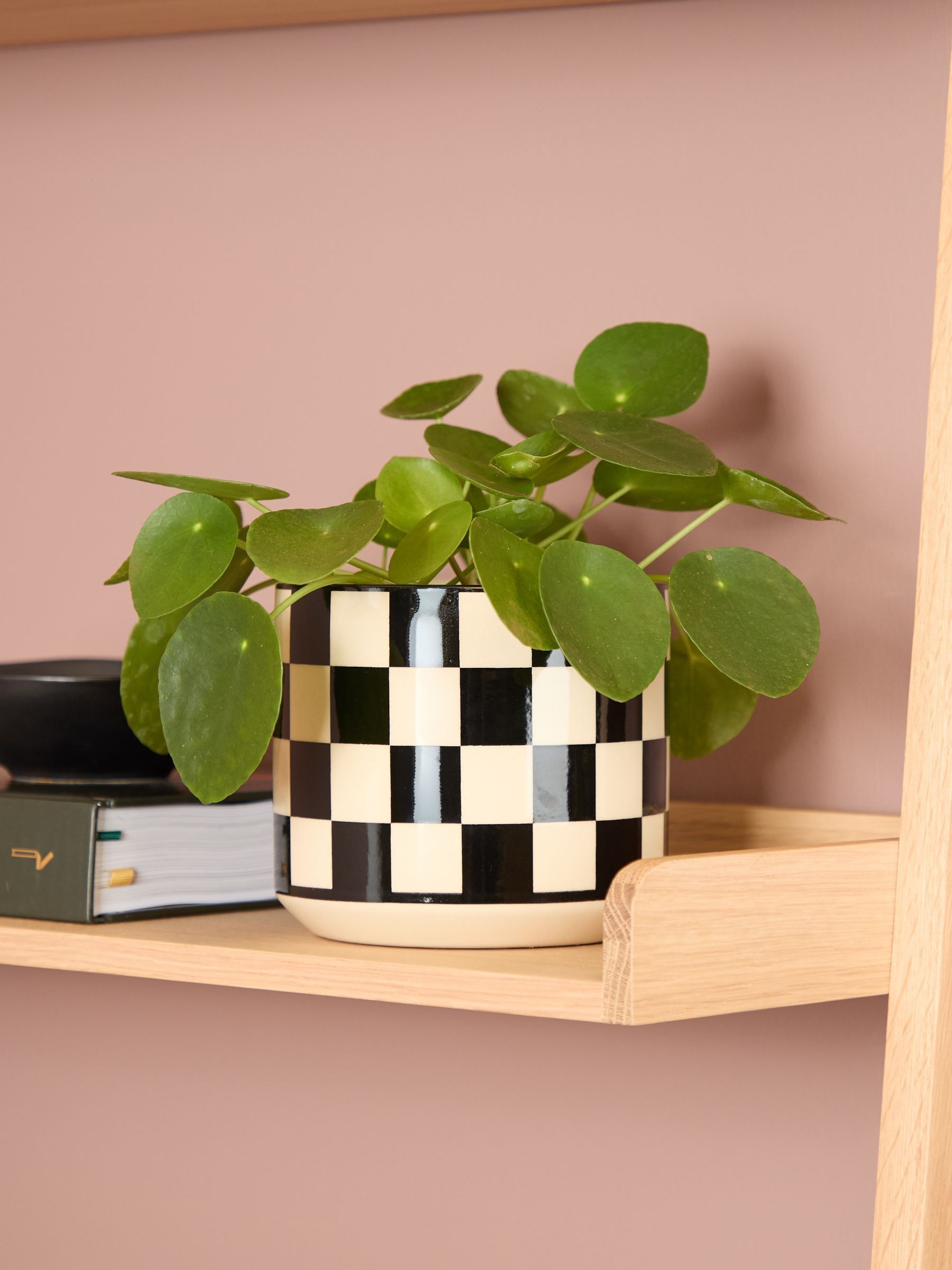 PATCH Black Penny Chinese Money Plant In 'Chess' Pot - Image 1 of 4 PATCH Black Penny Chinese Money Plant In 'Chess' Pot - Image 1 of 4