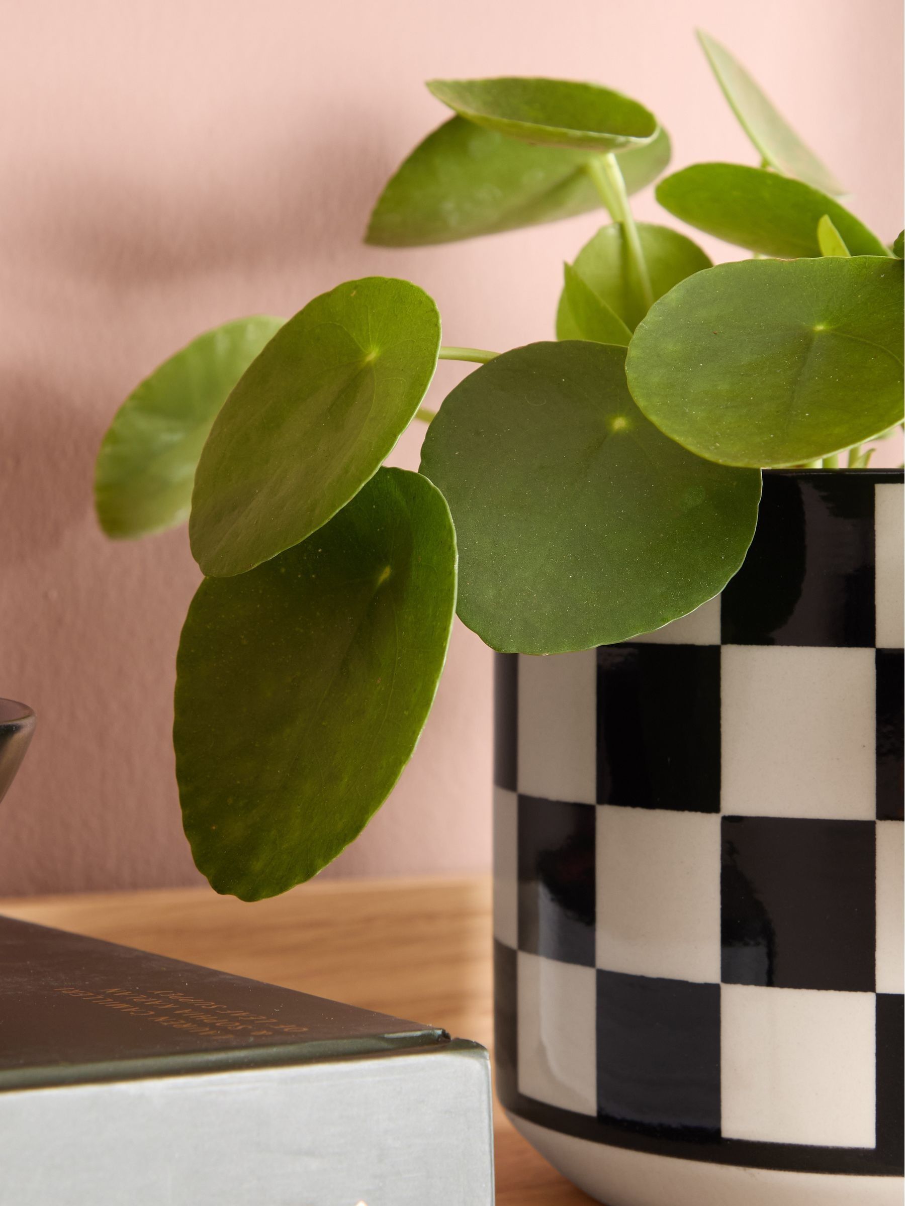 PATCH Black Penny Chinese Money Plant In 'Chess' Pot - Image 2 of 4 PATCH Black Penny Chinese Money Plant In 'Chess' Pot - Image 2 of 4