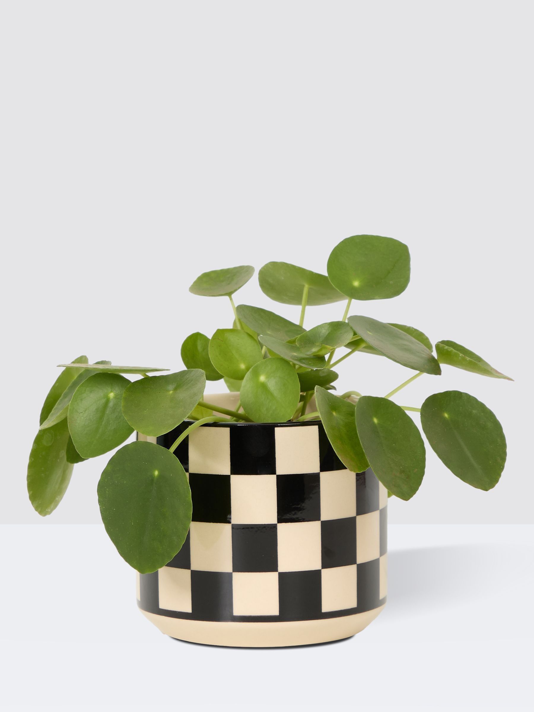 PATCH Black Penny Chinese Money Plant In 'Chess' Pot - Image 3 of 4