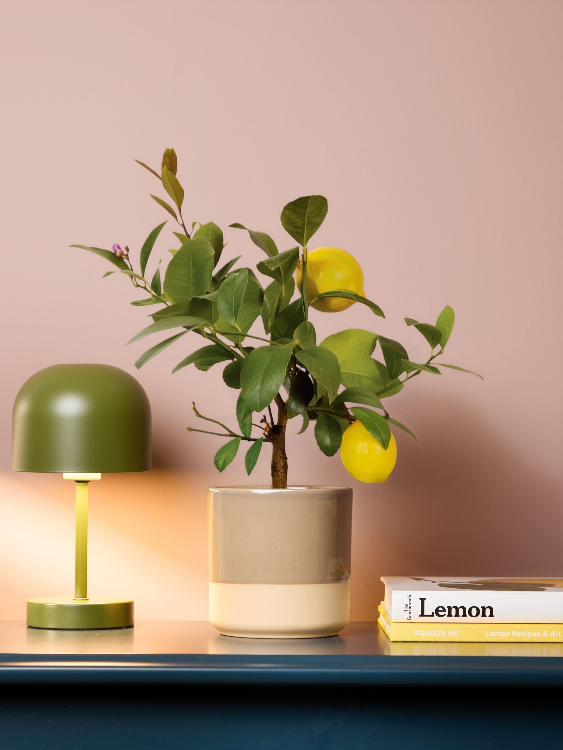 PATCH Mushroom Vivi Lemon Tree In Dipped Pot - Image 1 of 4