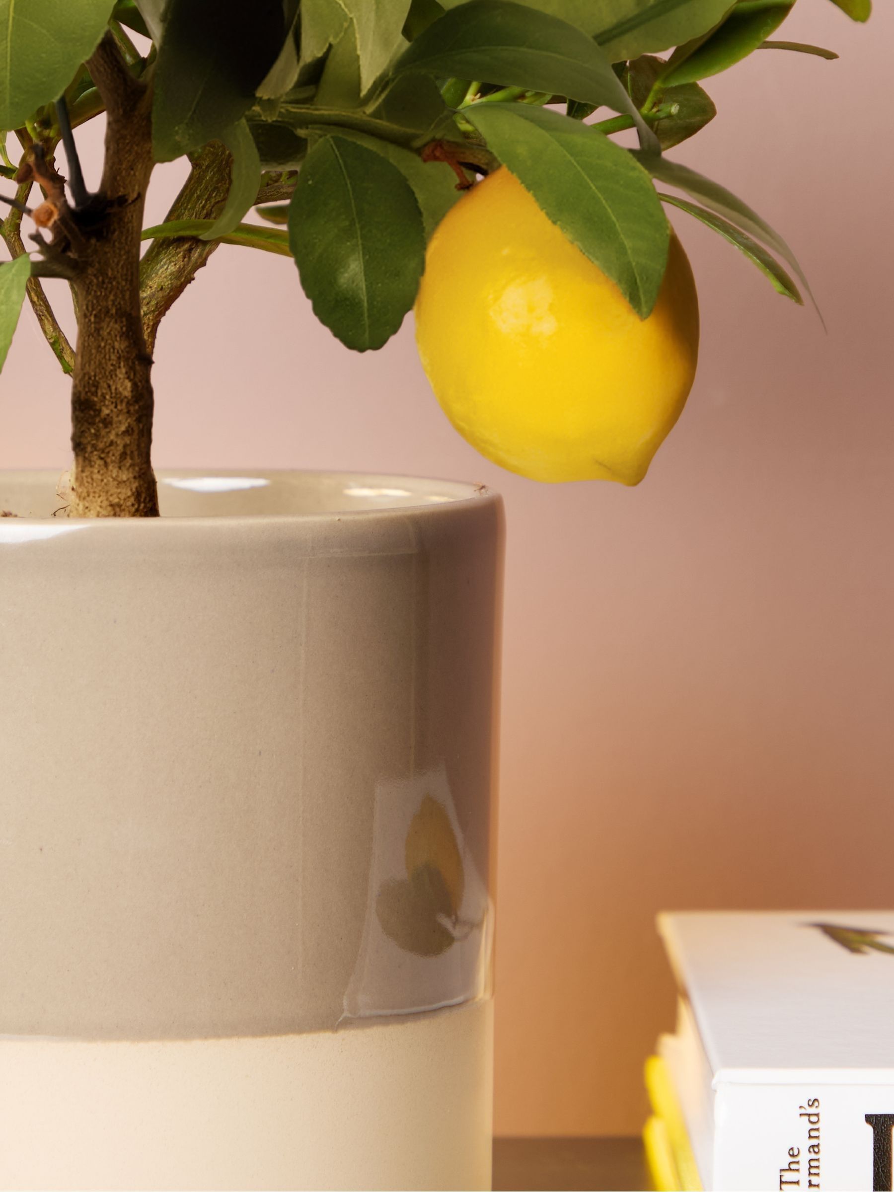 PATCH Mushroom Vivi Lemon Tree In Dipped Pot - Image 2 of 4