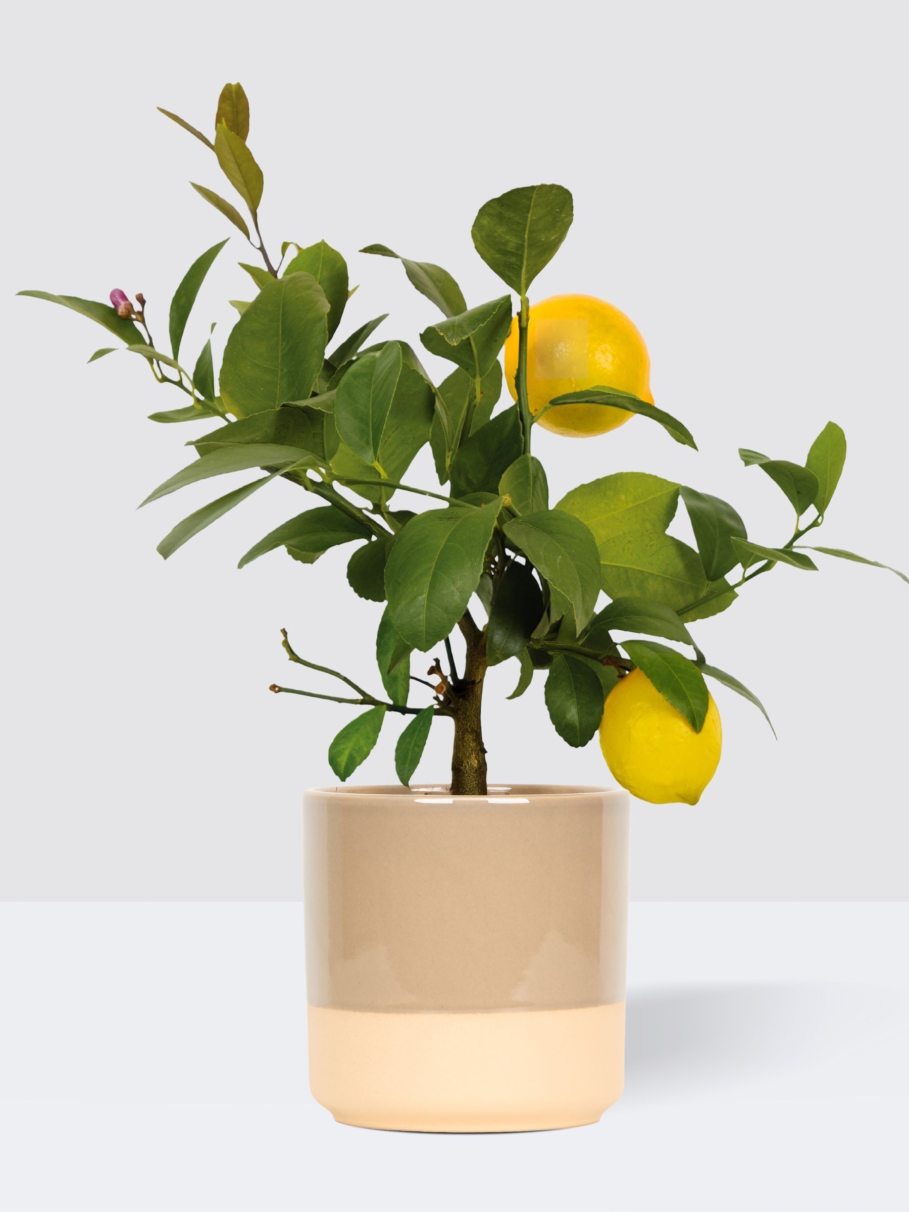 PATCH Mushroom Vivi Lemon Tree In Dipped Pot - Image 3 of 4
