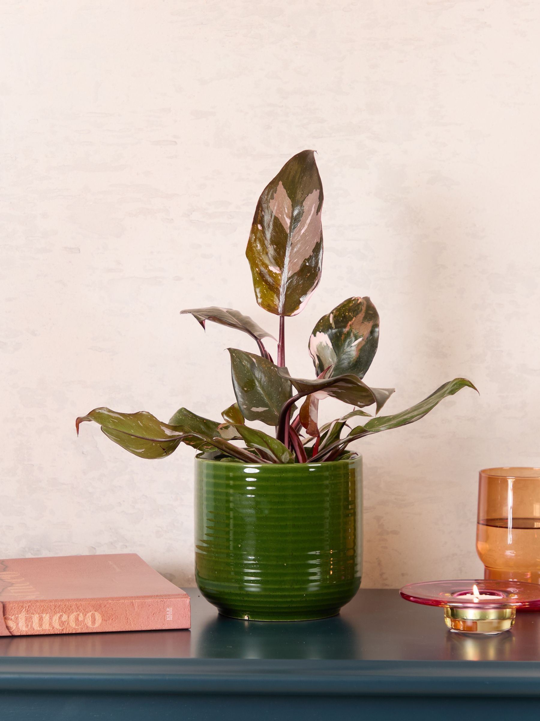 PATCH Green Tanya Philodendron Plant In Ceramic Glazed Pot - Image 1 of 8