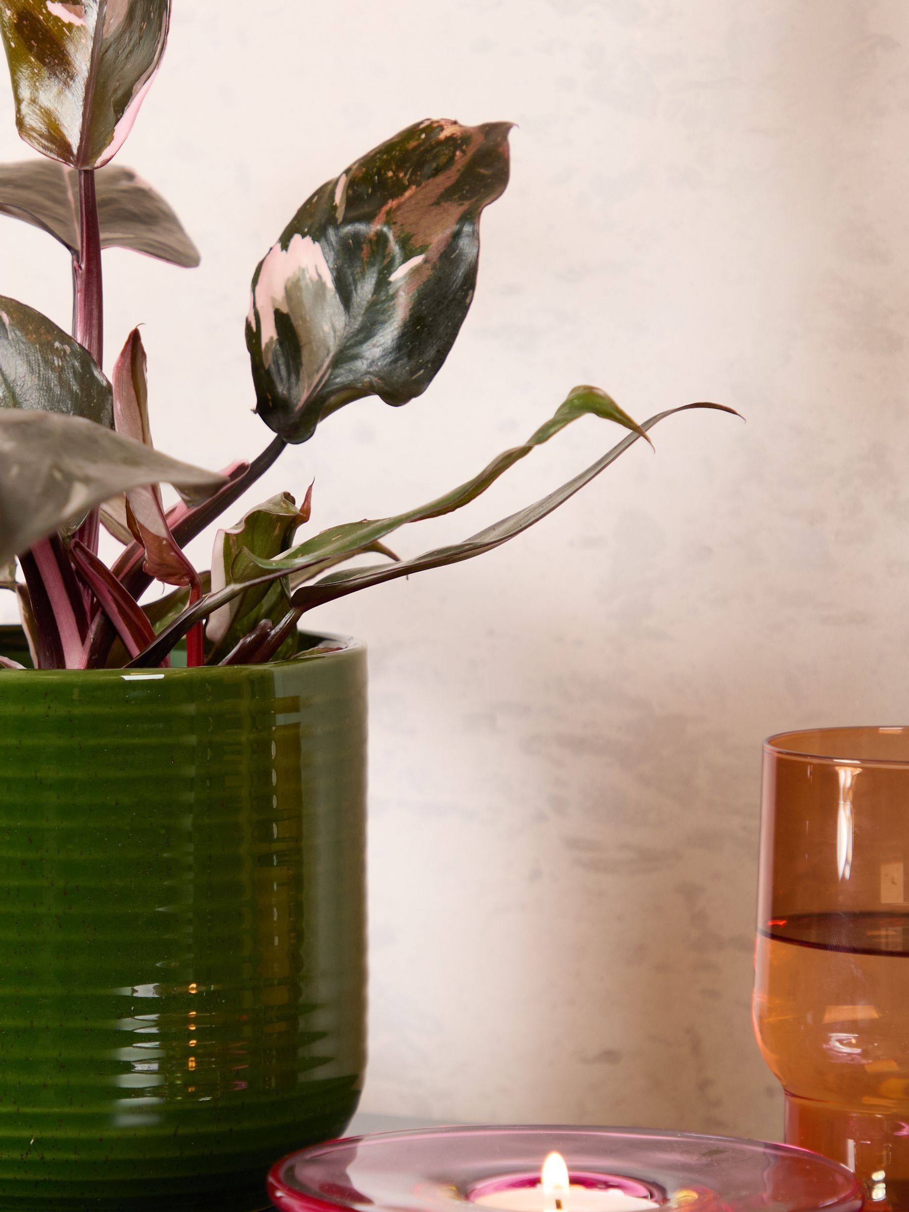 PATCH Green Tanya Philodendron Plant In Ceramic Glazed Pot - Image 2 of 8