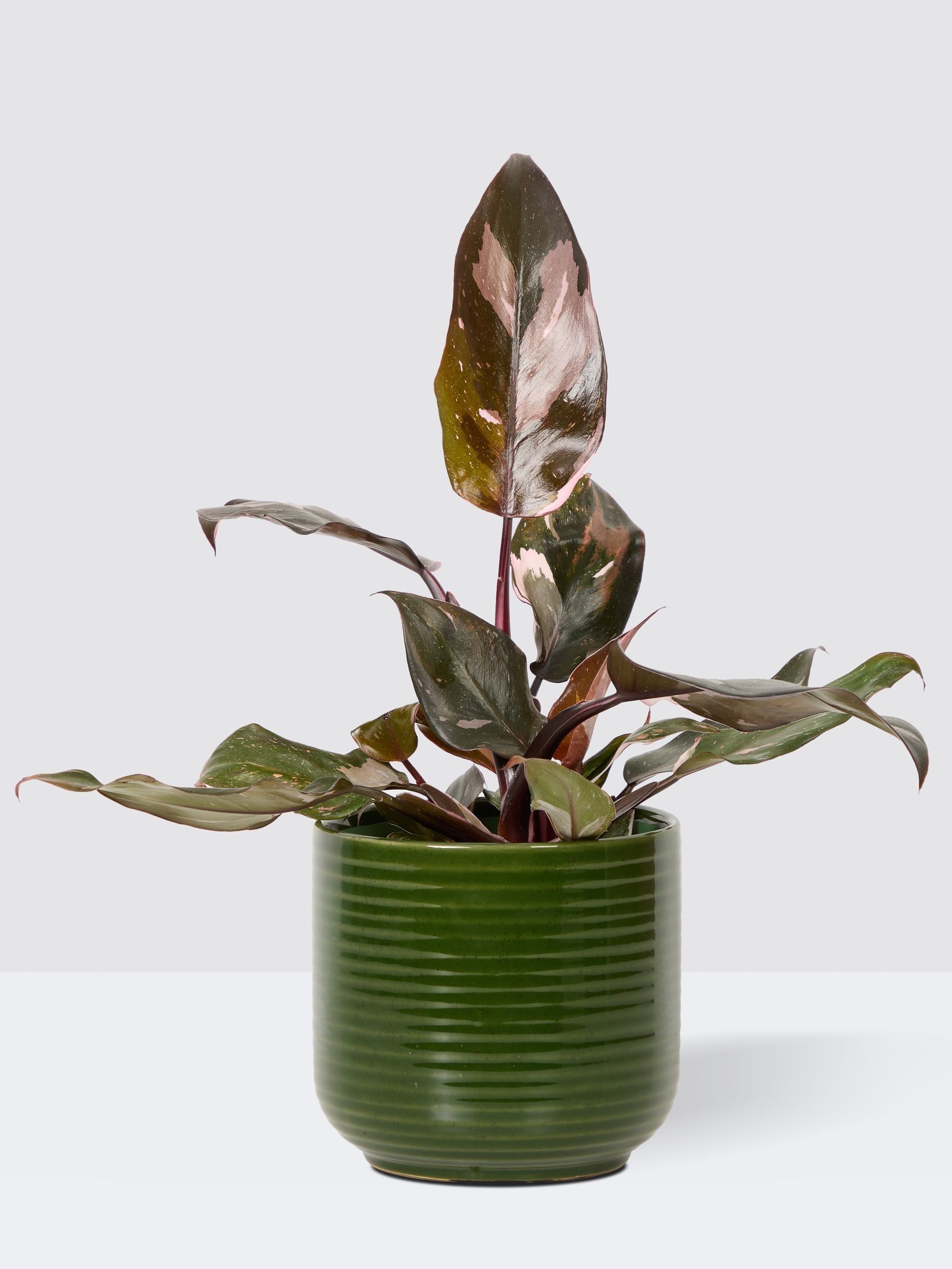 PATCH Green Tanya Philodendron Plant In Ceramic Glazed Pot - Image 3 of 8