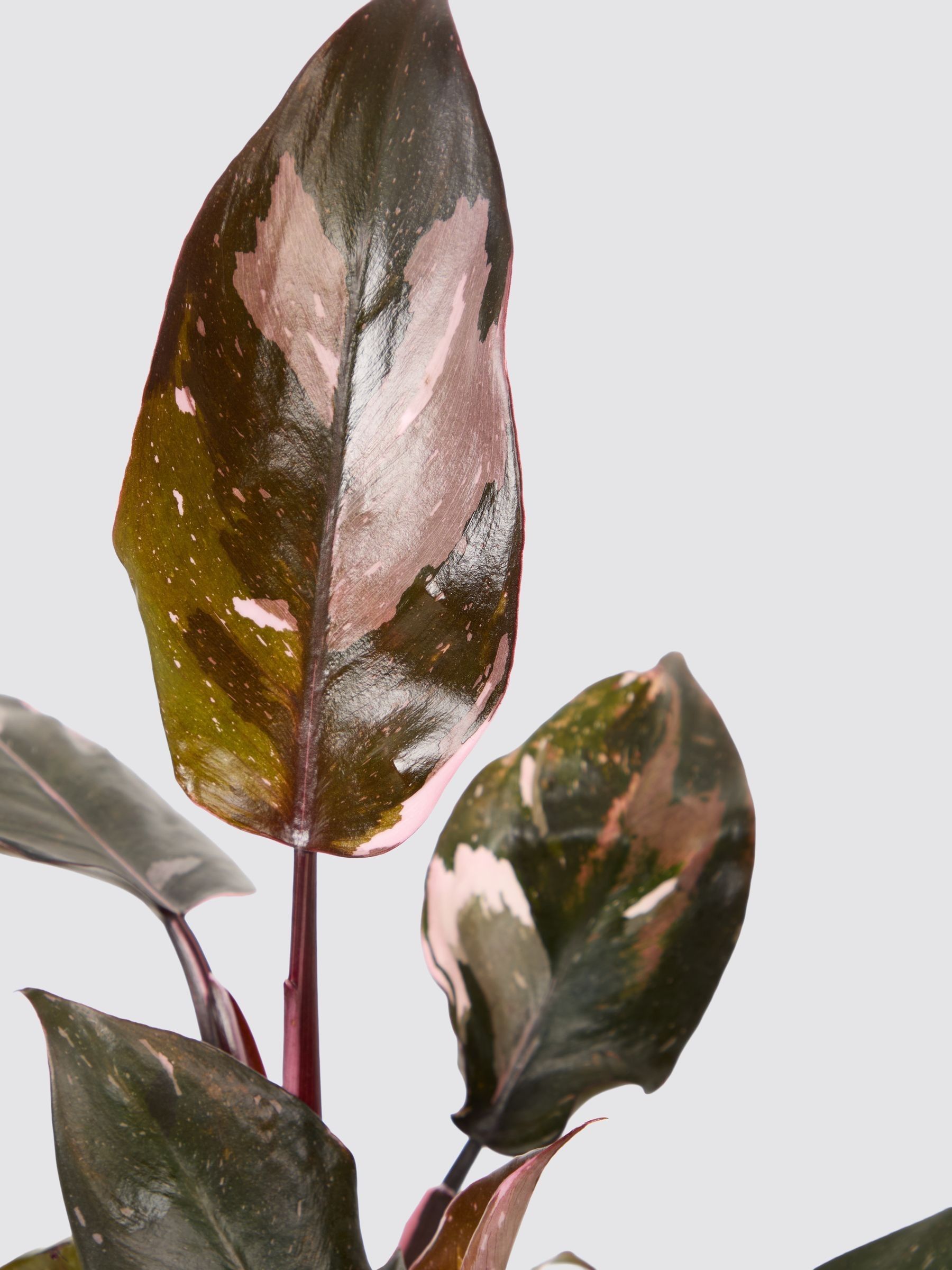 PATCH Green Tanya Philodendron Plant In Ceramic Glazed Pot - Image 4 of 8