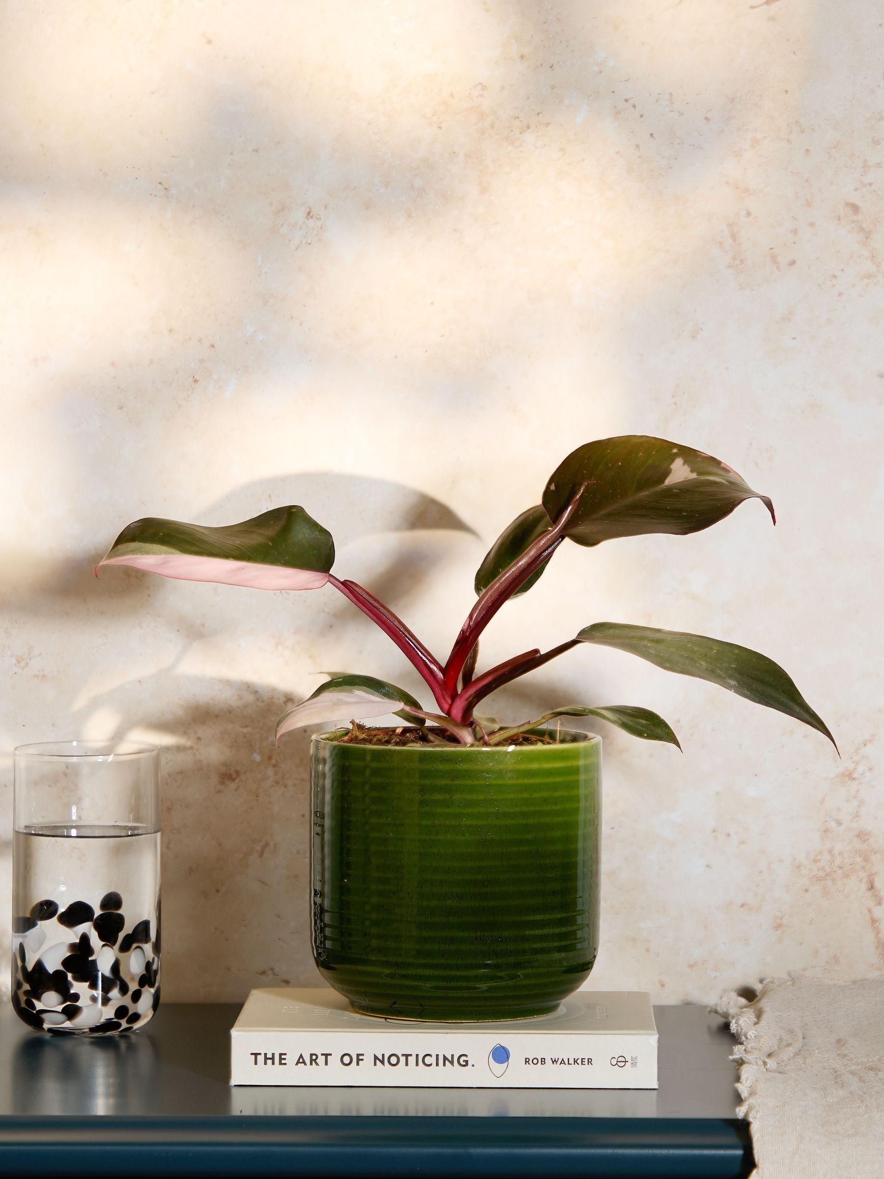 PATCH Green Tanya Philodendron Plant In Ceramic Glazed Pot - Image 5 of 8