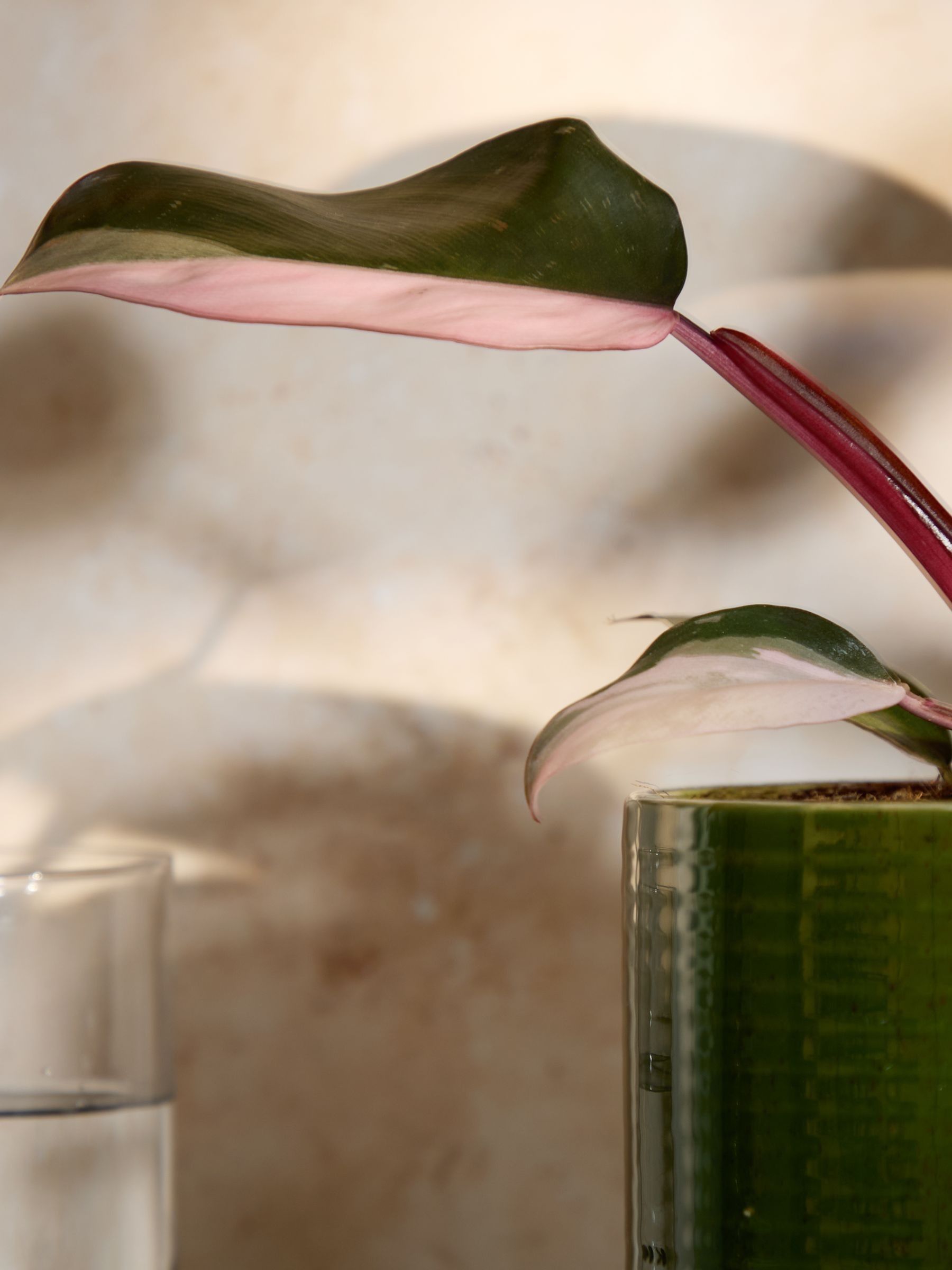 PATCH Green Tanya Philodendron Plant In Ceramic Glazed Pot - Image 6 of 8