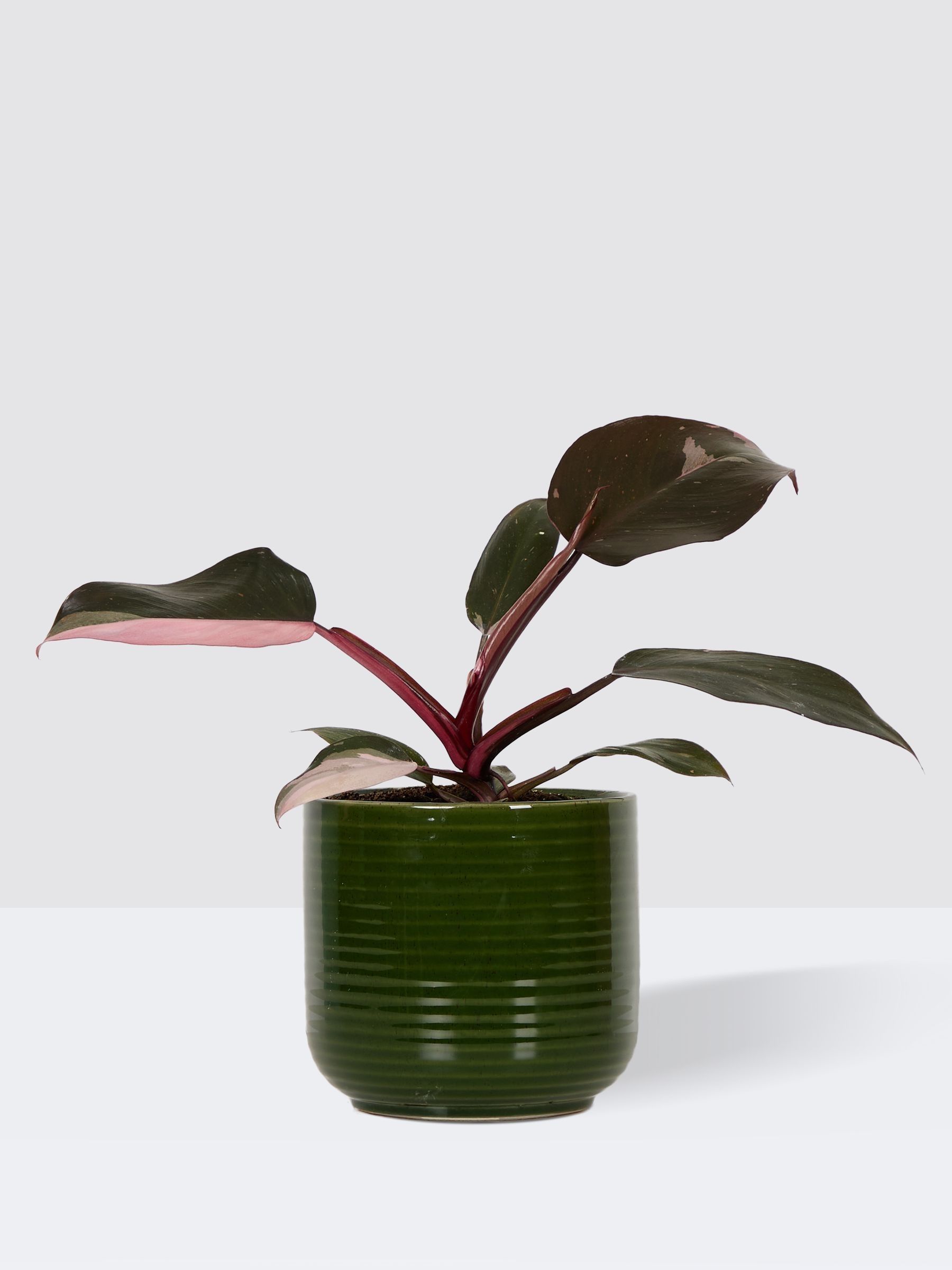 PATCH Green Tanya Philodendron Plant In Ceramic Glazed Pot - Image 7 of 8