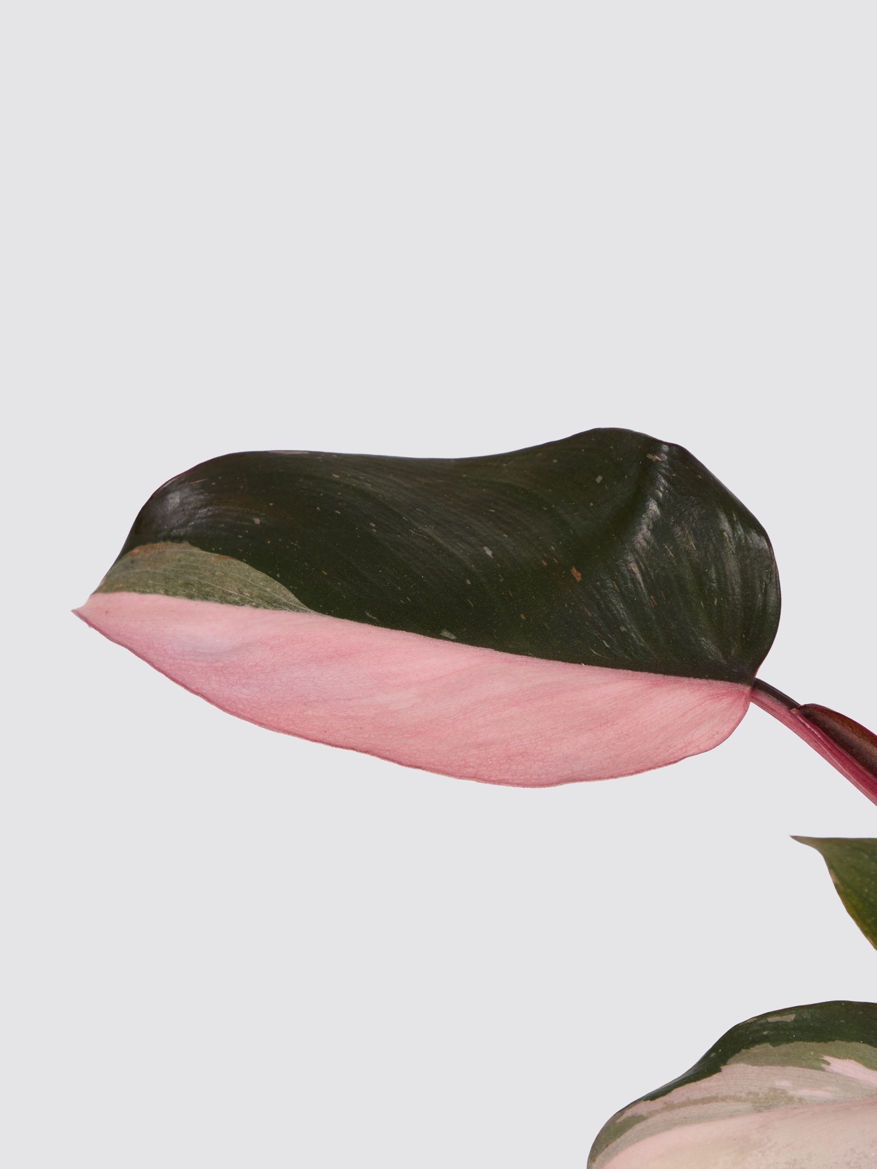 PATCH Green Tanya Philodendron Plant In Ceramic Glazed Pot - Image 8 of 8