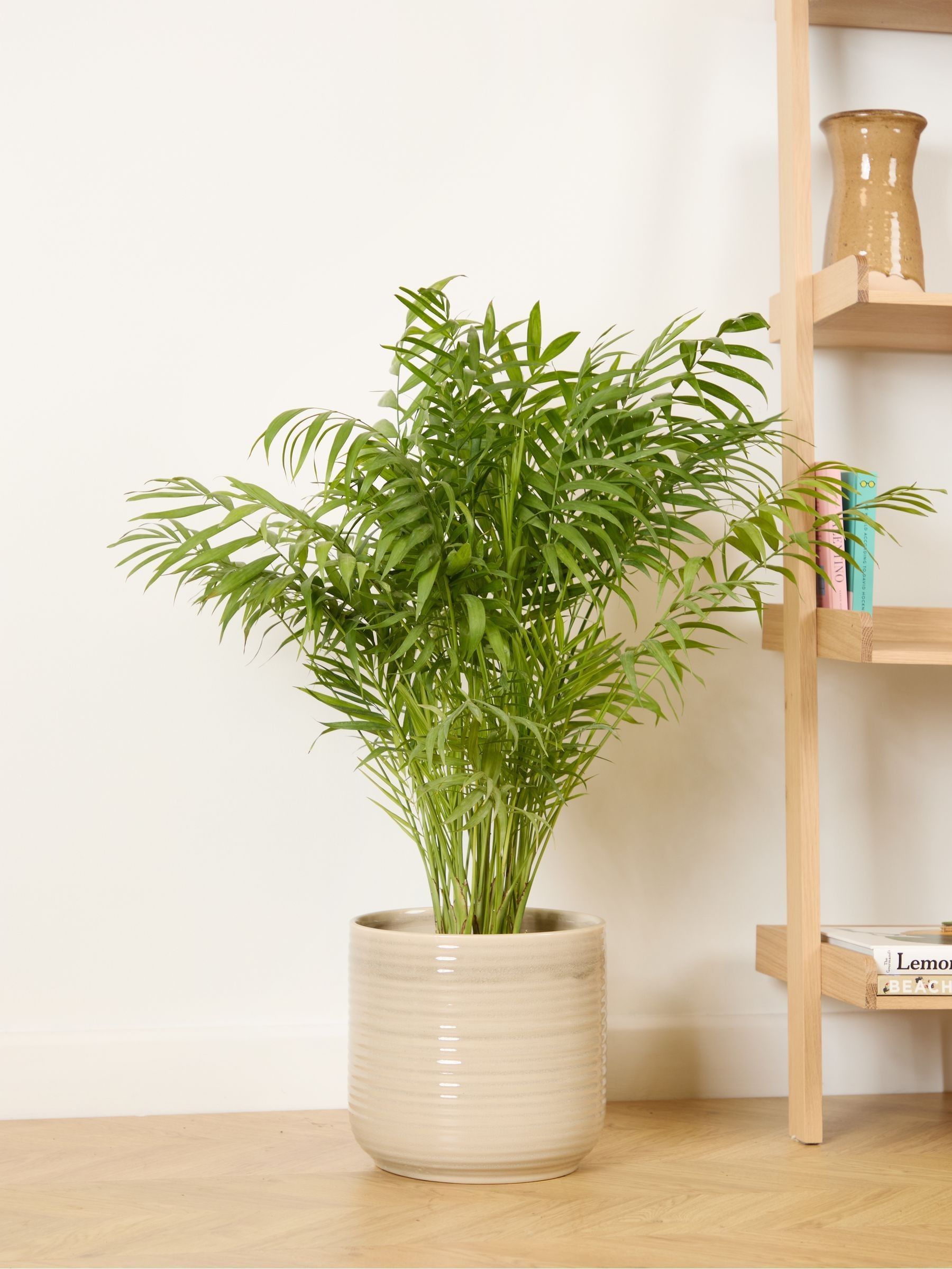 PATCH Cream Sharon Parlour Palm Plant Large In Ceramic Glazed Pot - Image 1 of 4