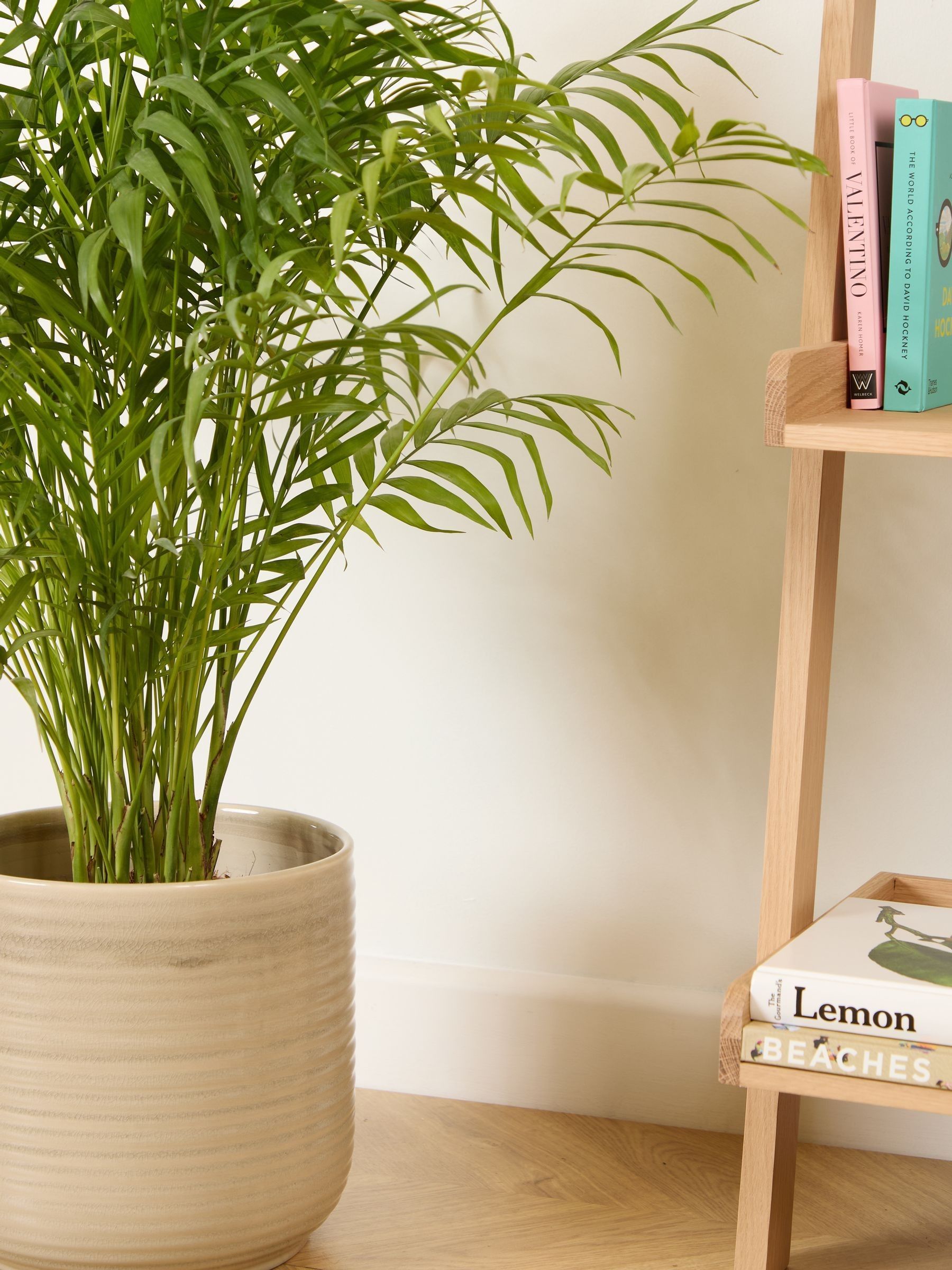 PATCH Cream Sharon Parlour Palm Plant Large In Ceramic Glazed Pot - Image 2 of 4
