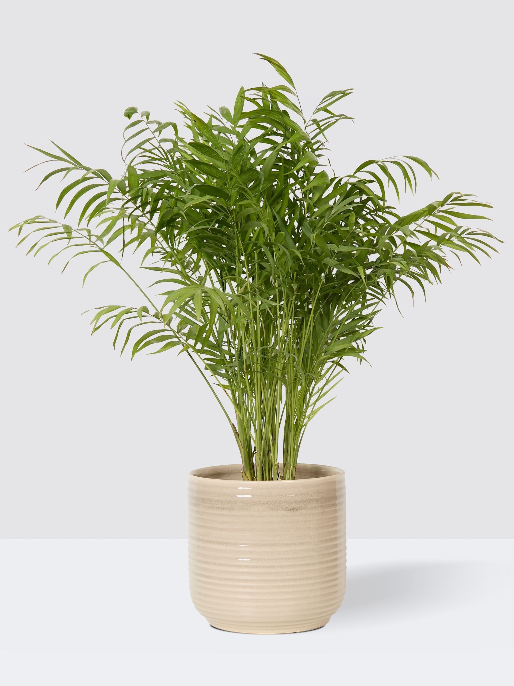PATCH Cream Sharon Parlour Palm Plant Large In Ceramic Glazed Pot - Image 3 of 4