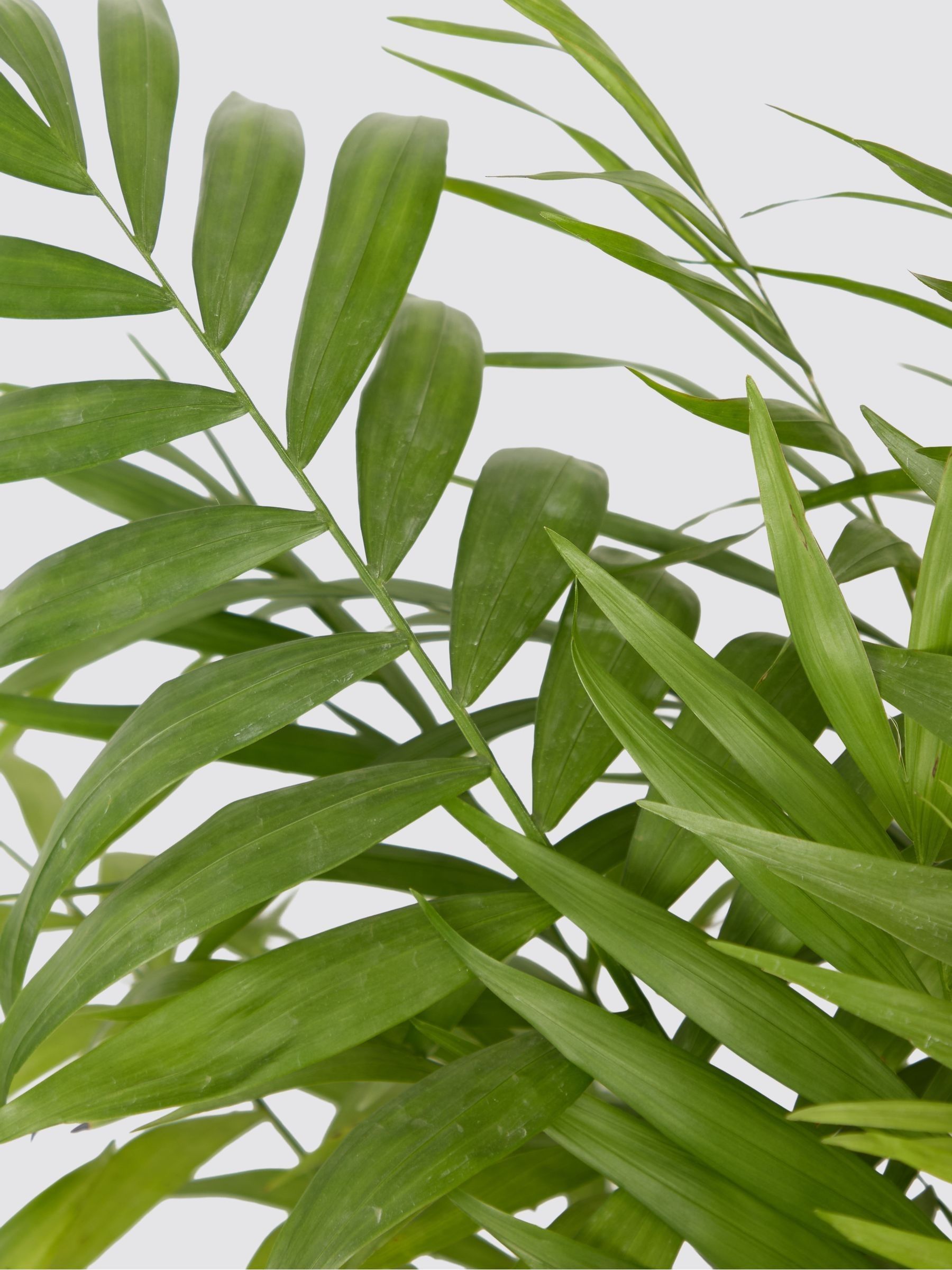 PATCH Cream Sharon Parlour Palm Plant Large In Ceramic Glazed Pot - Image 4 of 4